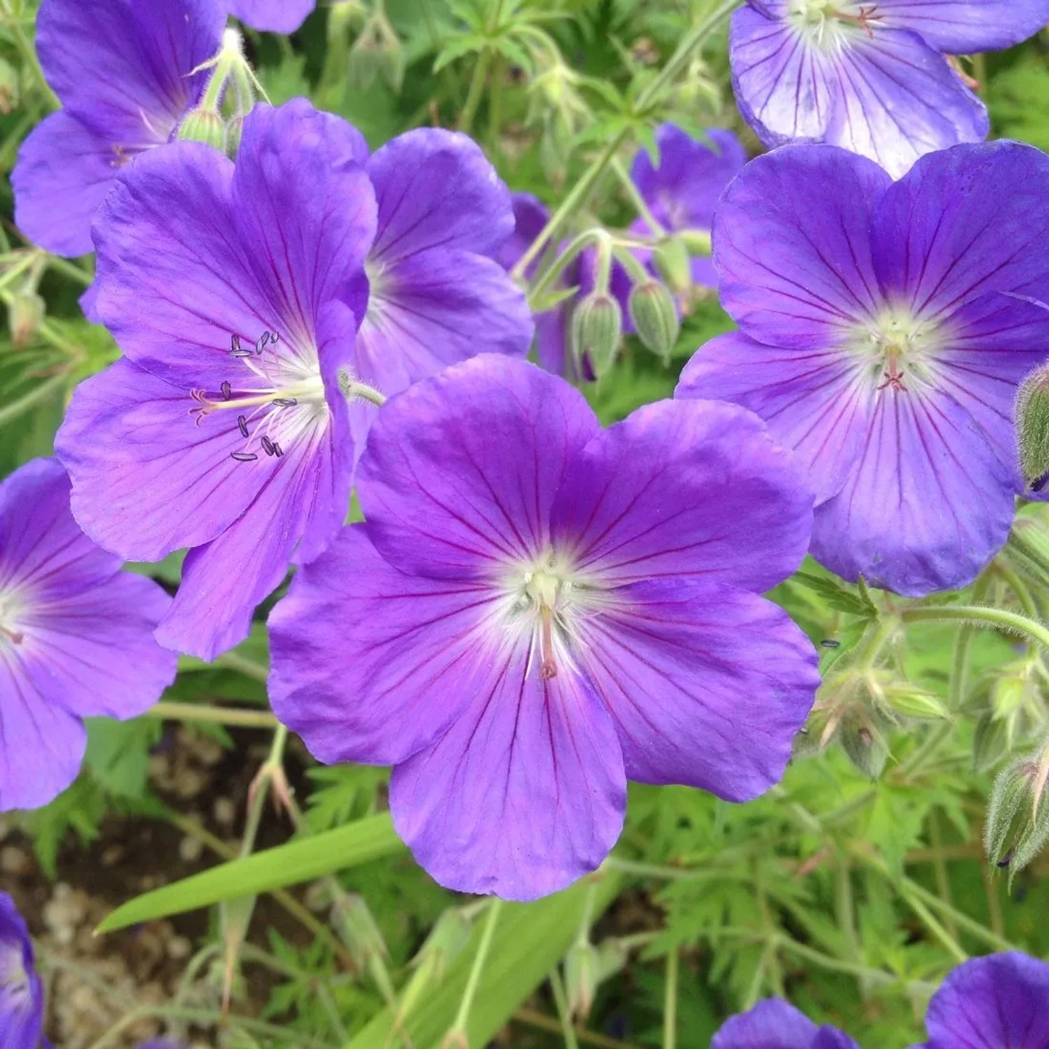 6 x Storchschnabel 'Orion' Geranium Topf 9cm Lange Blütezeit