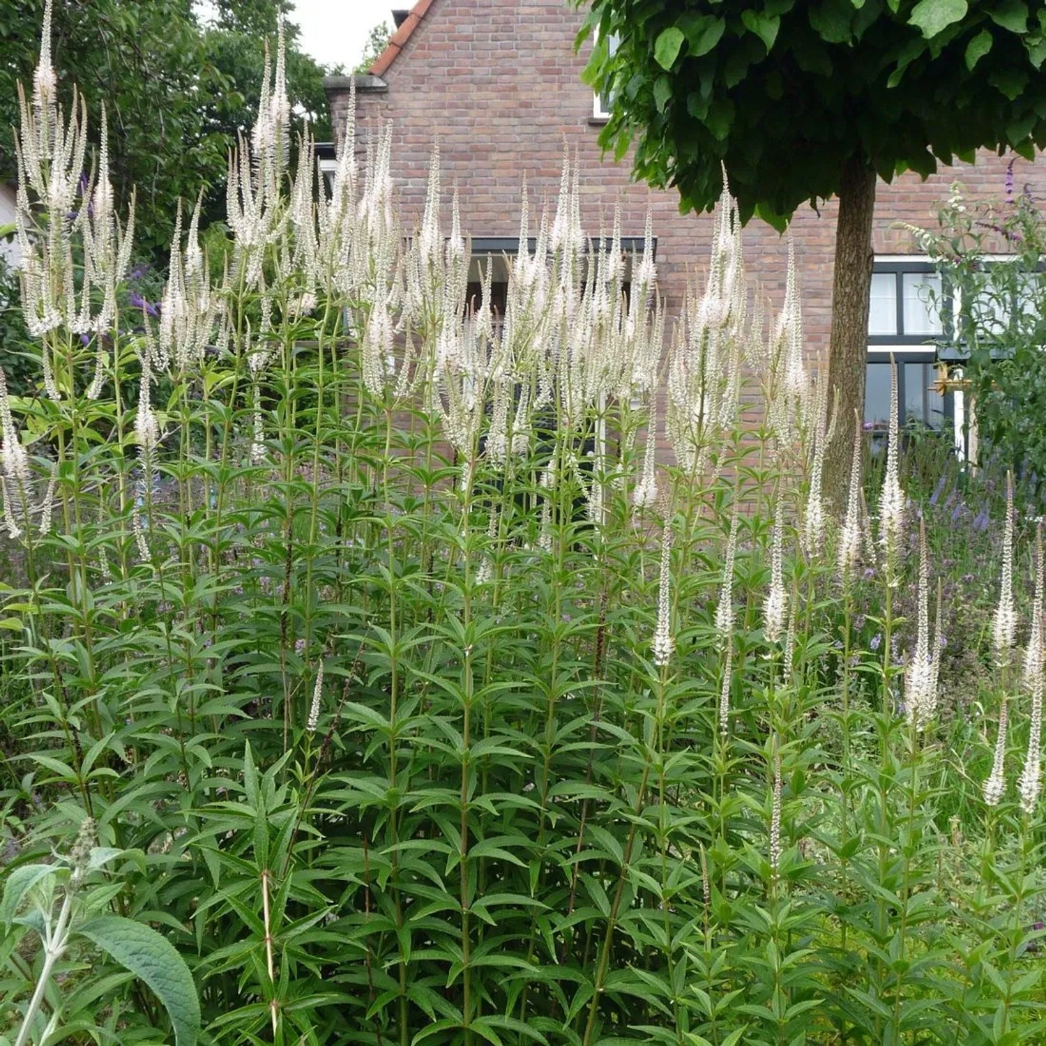 6 x Kandelaber-Ehrenpreis 'Diana' Veronicastrum virginicum Topf 9cm Beetrandpflanze