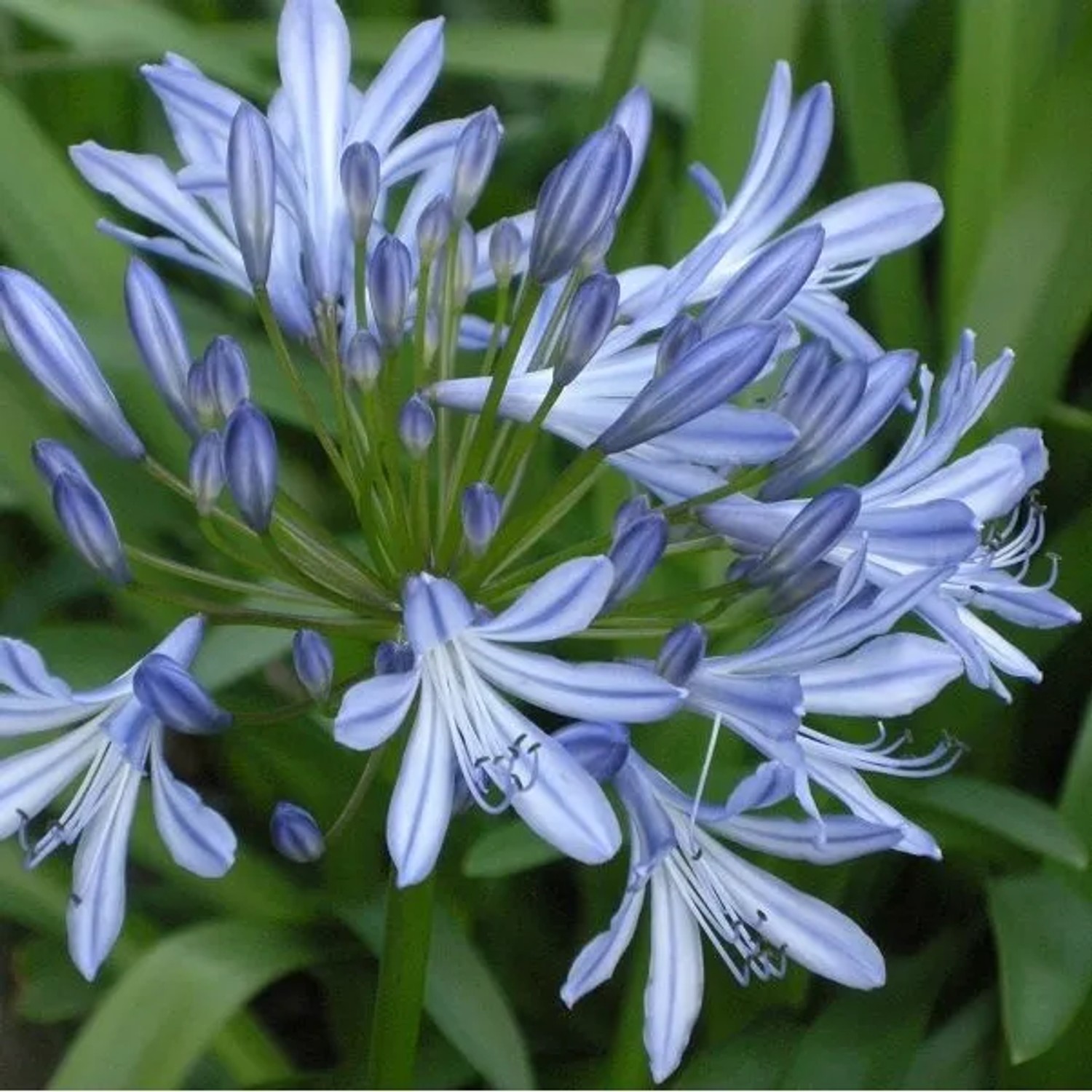 6 x Schmucklilie Agapanthus africanus Topf 9cm Schnittblume