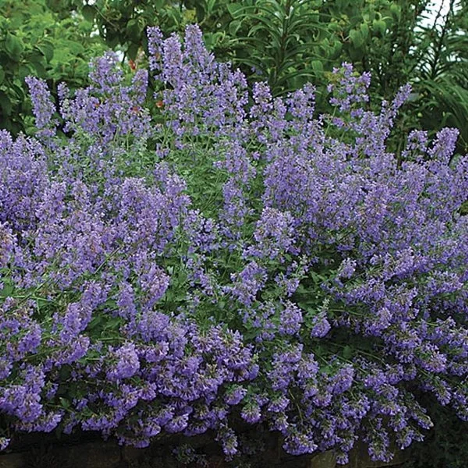 6 x Katzenminze 'Walker's Low' Nepeta faassenii Topf 9cm Schmetterlingspflanze