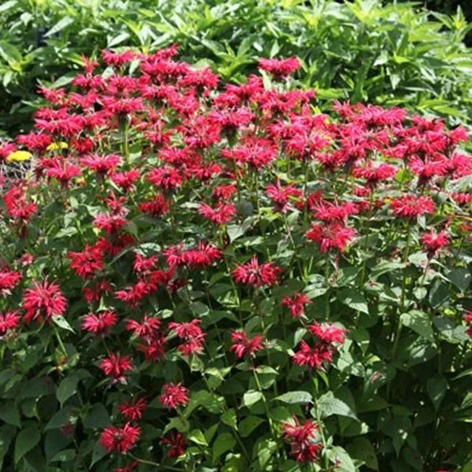 6 x Indianernessel 'Gardenview Scarlet' Monarda Topf 9cm Schmetterlingspflanze