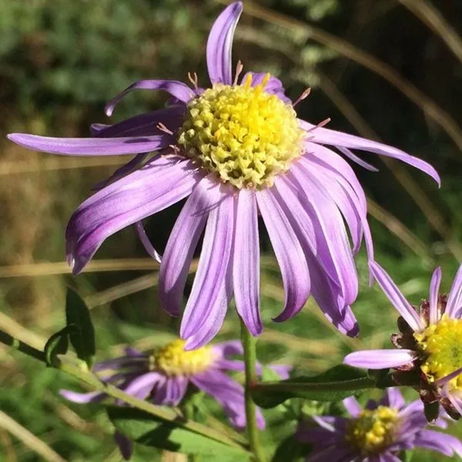 6 x Sommer-Aster 'Sonora' Aster Topf 9cm Schmetterlingspflanze