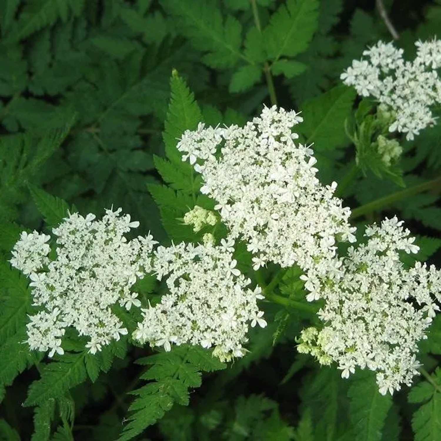 6 x Süßdolde Myrrhis odorata Topf 9cm Aromatisch