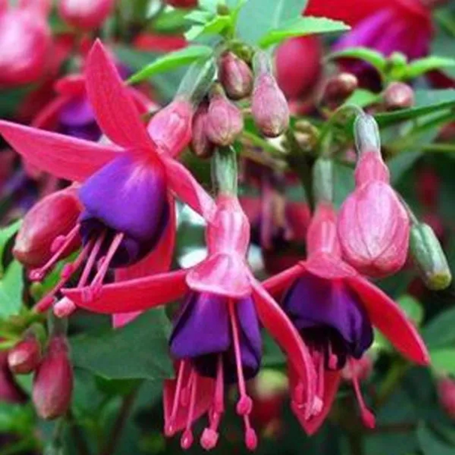 6 x Fuchsie 'Tom Thumb' Fuchsia Topf 9cm Kompakt Wachsend