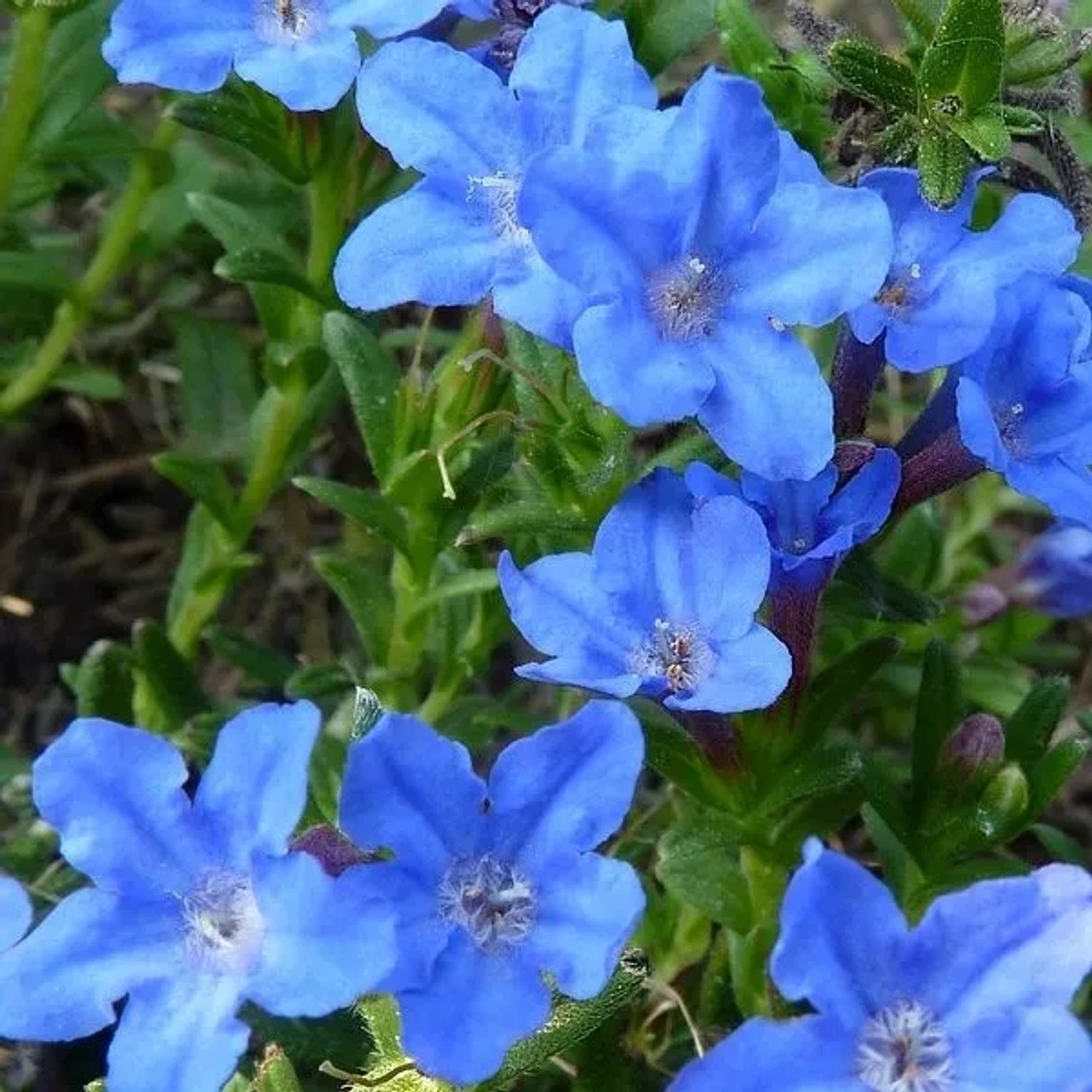 6 x Steinsame 'Heavenly Blue' Lithodora diffusa Topf 9cm Dunkelblaue Blüten