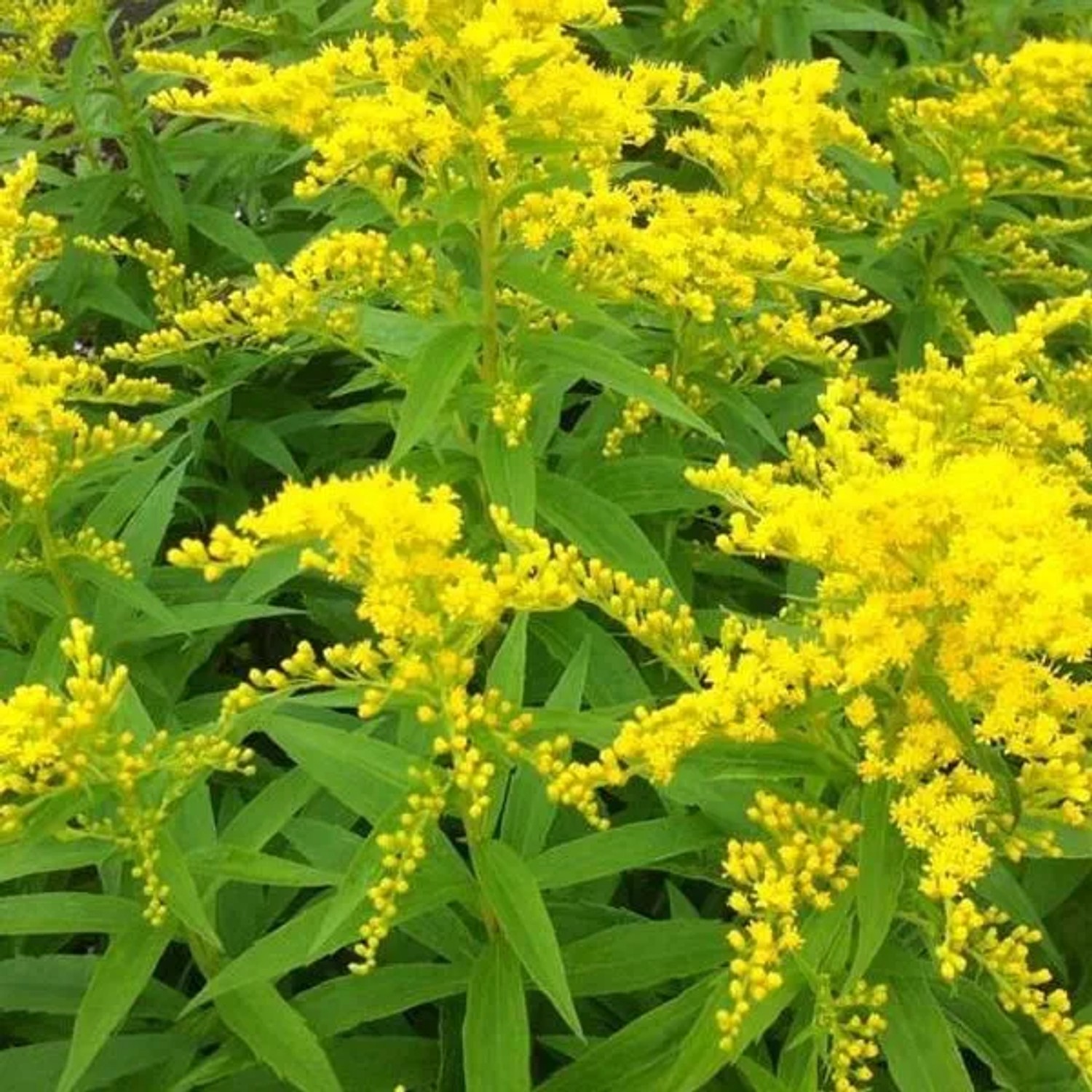 6 x Goldrute 'Strahlenkrone' Solidago Topf 9cm Beetrandpflanze