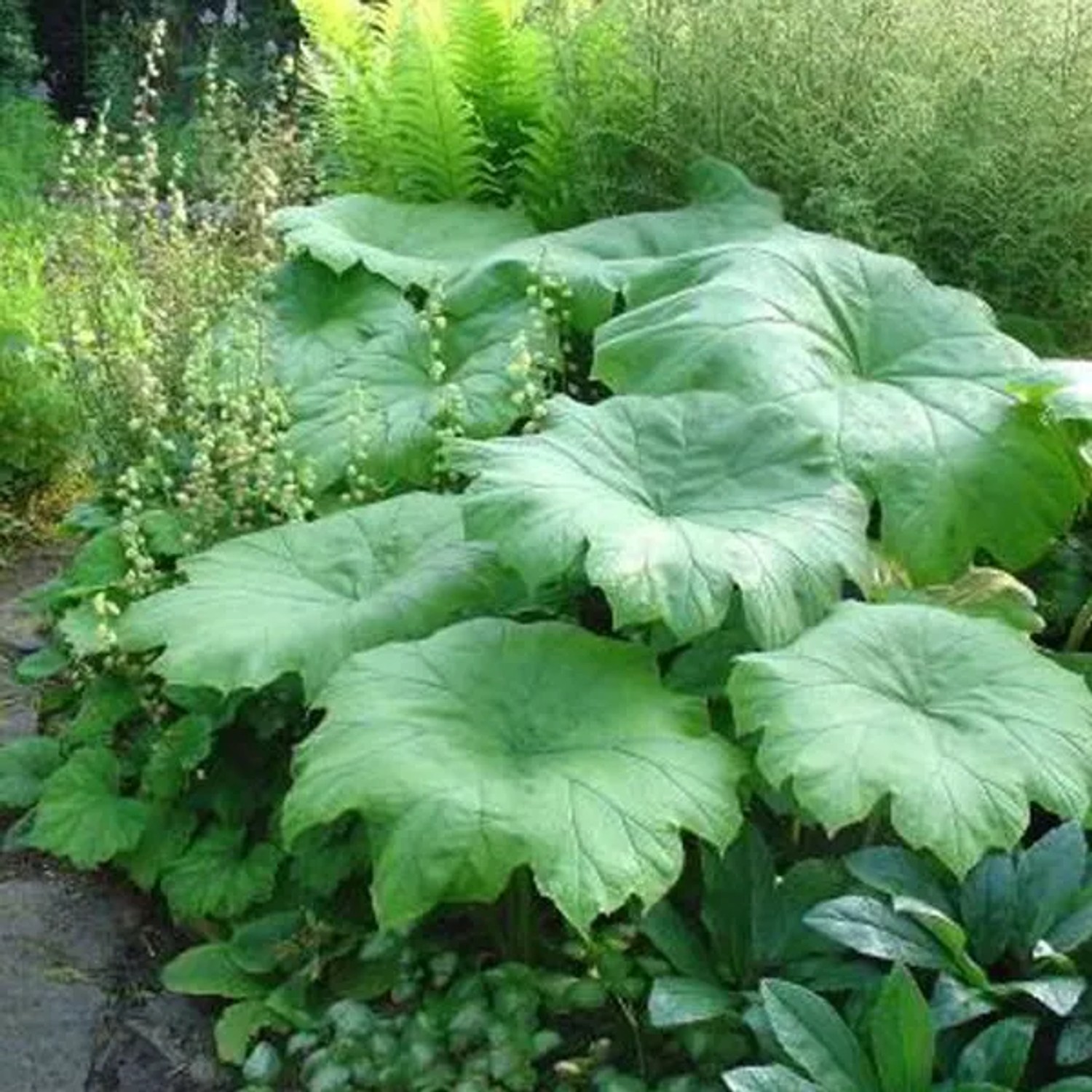 6 x Tafelblatt Astilboides tabularis Topf 9cm Großes Blatt