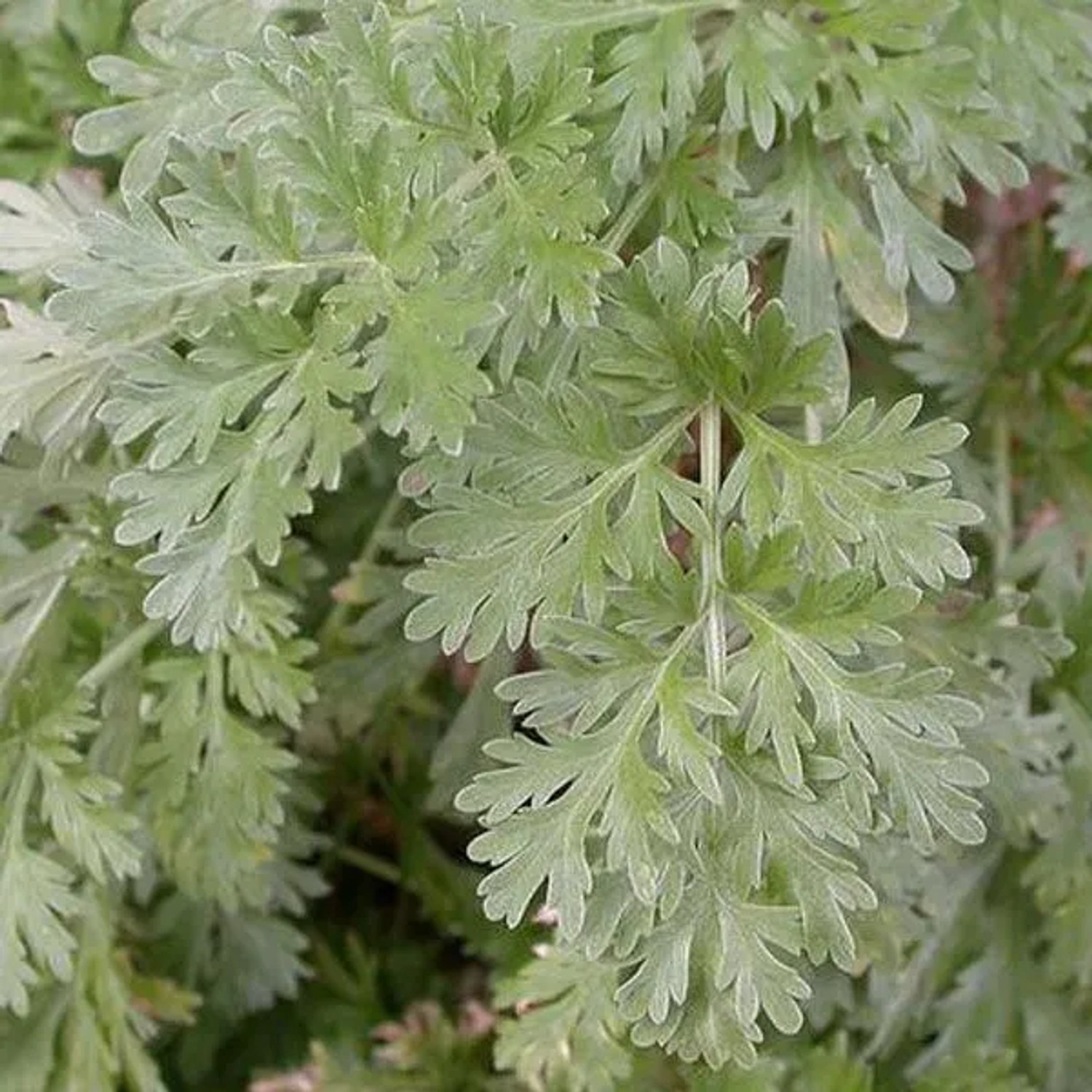 6 x Wermut Artemisia absinthium Topf 9cm Anspruchslos