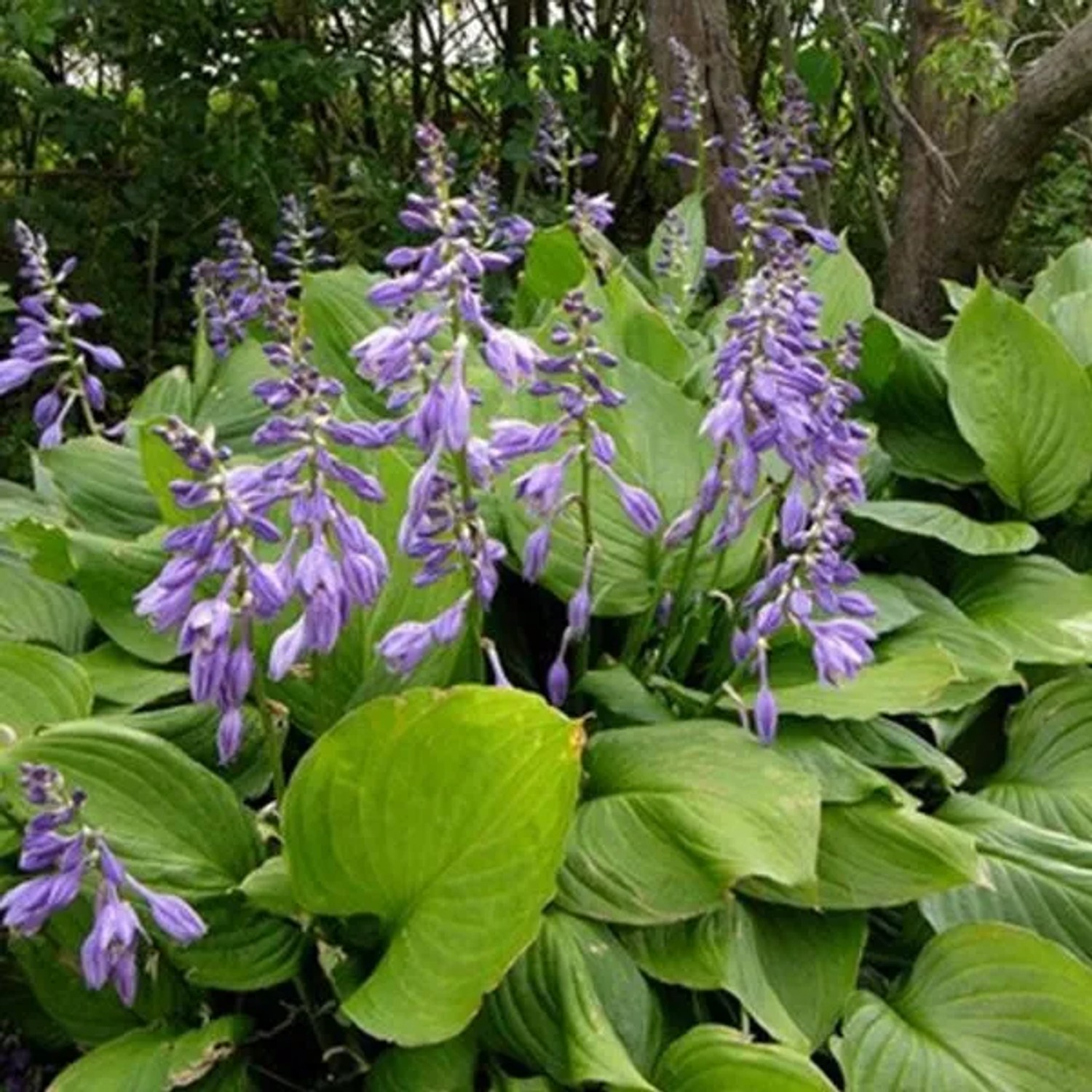 6 x Funkie Hosta ventricosa Topf 9cm Beetrandpflanze