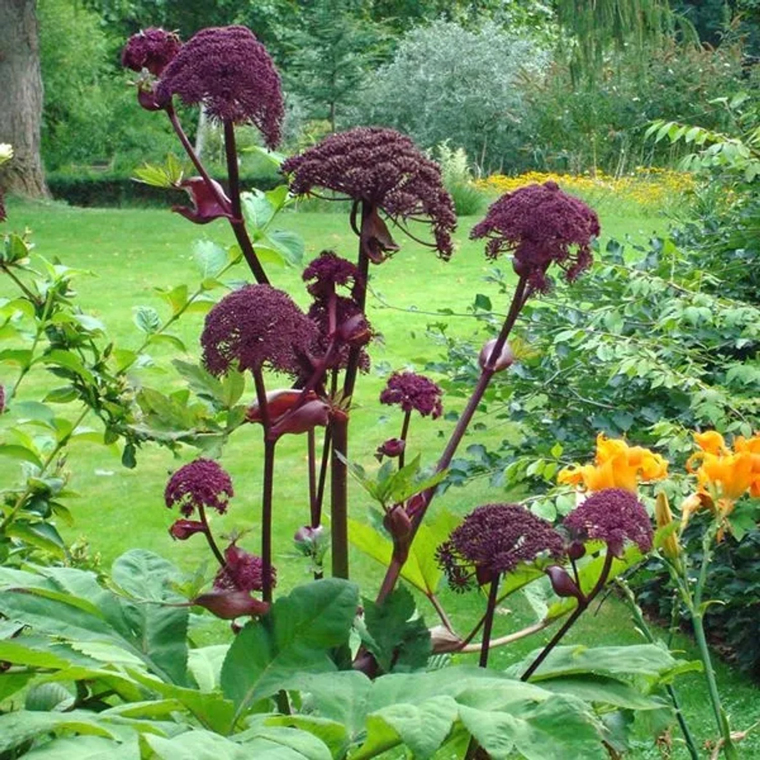 6 x Engelwurz Angelica Gigas Topf 9cm Dunkelrote Blüten