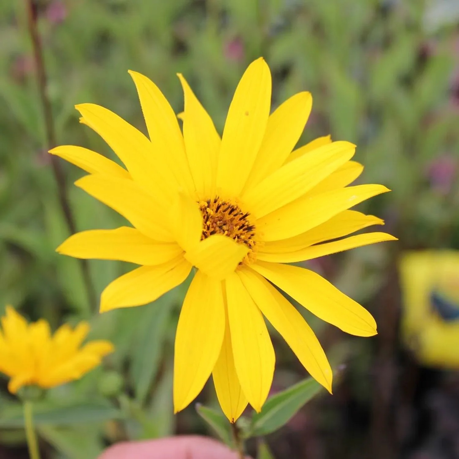 6 x Sonnenblume 'Atrorubens' Helianthus Topf 9cm Herbstblüher