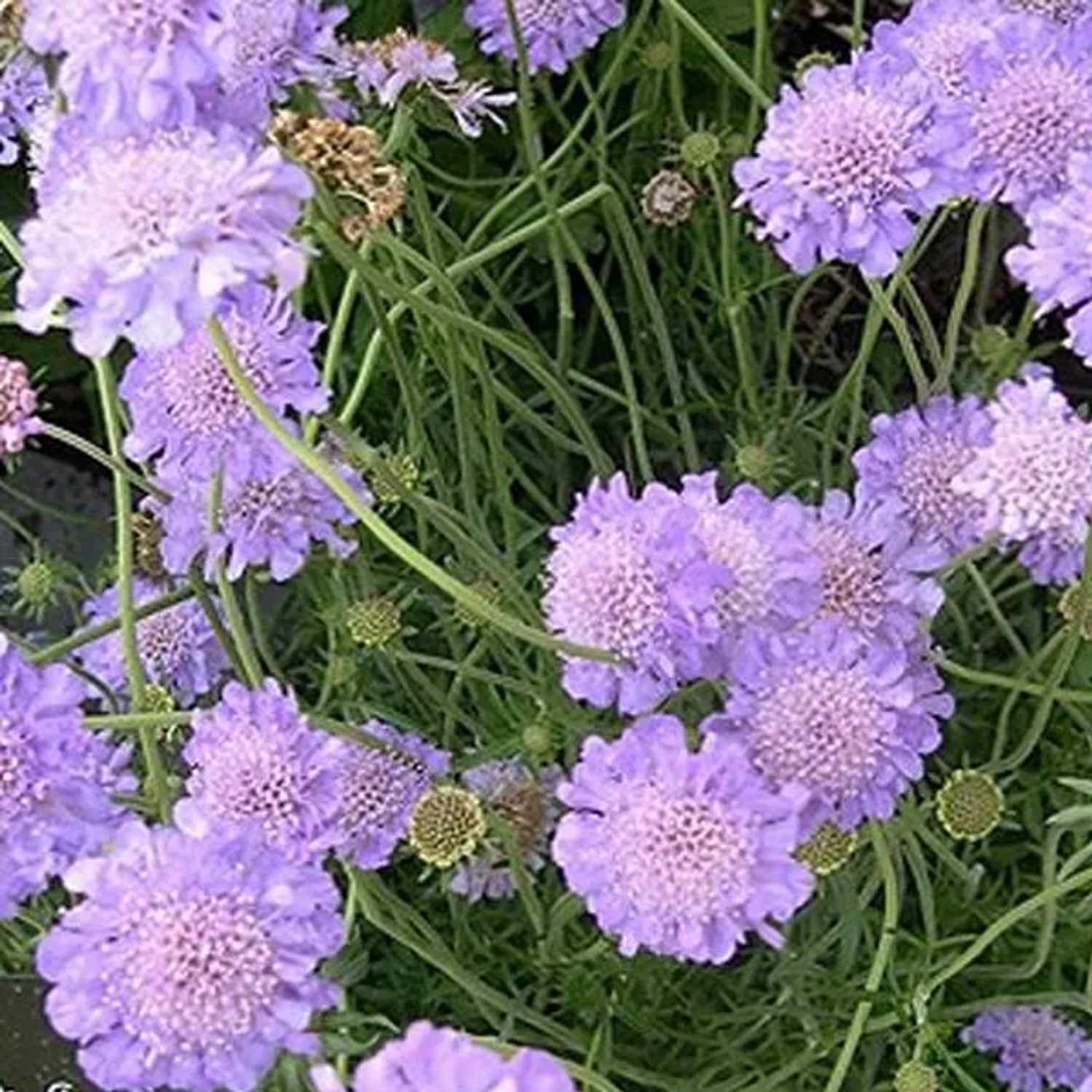 6 x Skabiose 'Butterfly Blue' Scabiosa columbaria Topf 9cm Hellblaue Blüten