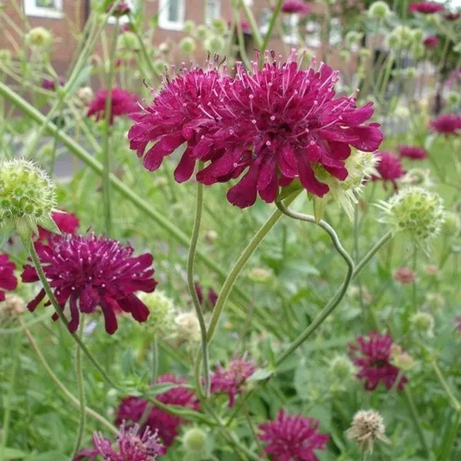 6 x Mazedonische Witwenblume Knautia macedonica Topf 9cm Schmetterlingspflanze