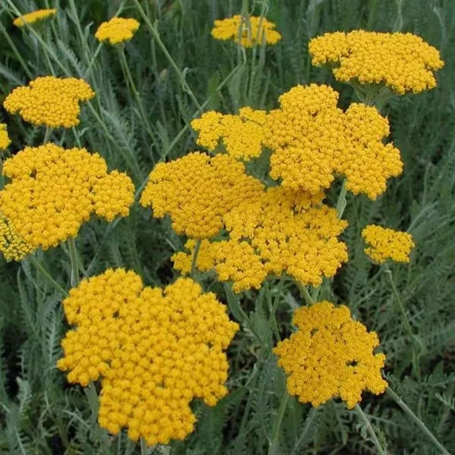 6 x Gold-Garbe 'Cloth of Gold' Achillea filipendulina Topf 9cm Gelbe Blüten