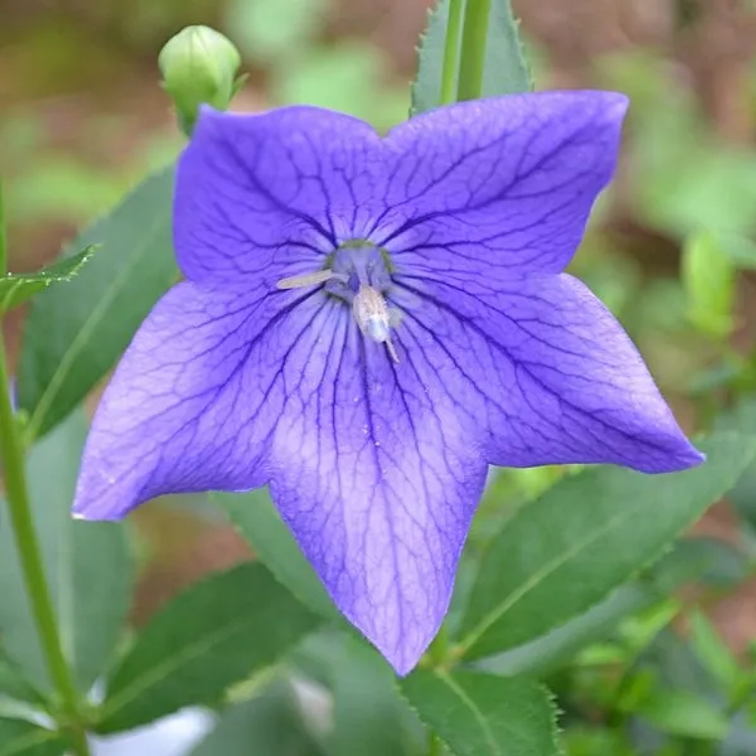 6 x Ballonblume 'Mariesii' Platycodon grandiflorus Topf 9cm Schnittblume