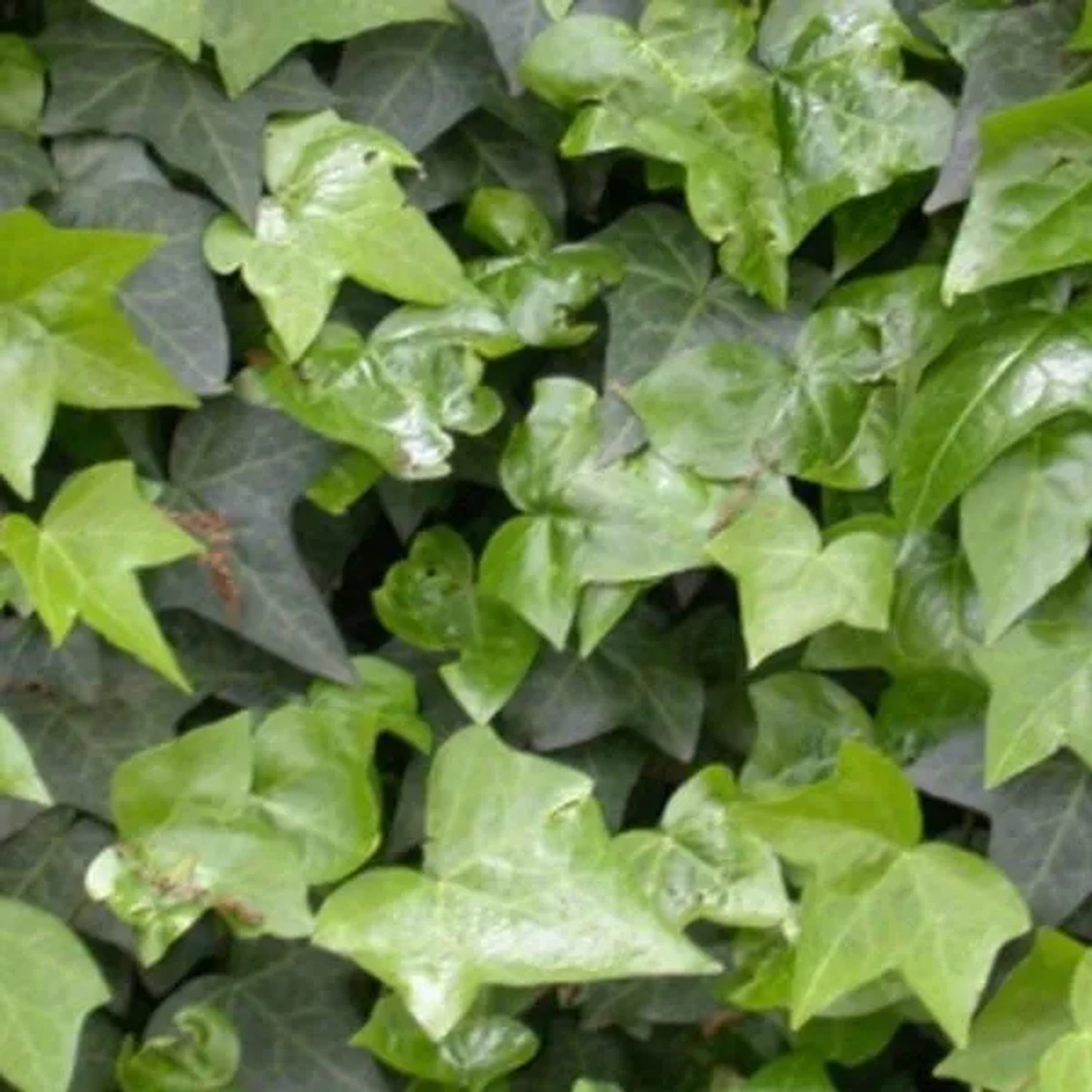 6 x Gemeiner Efeu Hedera Helix Topf 9cm Immergrün