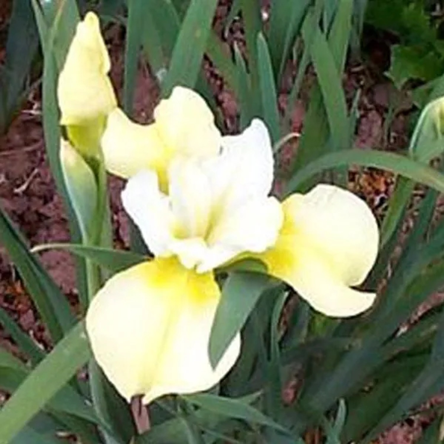 6 x Schwertlilie 'Butter and Sugar' Iris Topf 9cm Gelb-Weiße Blüten