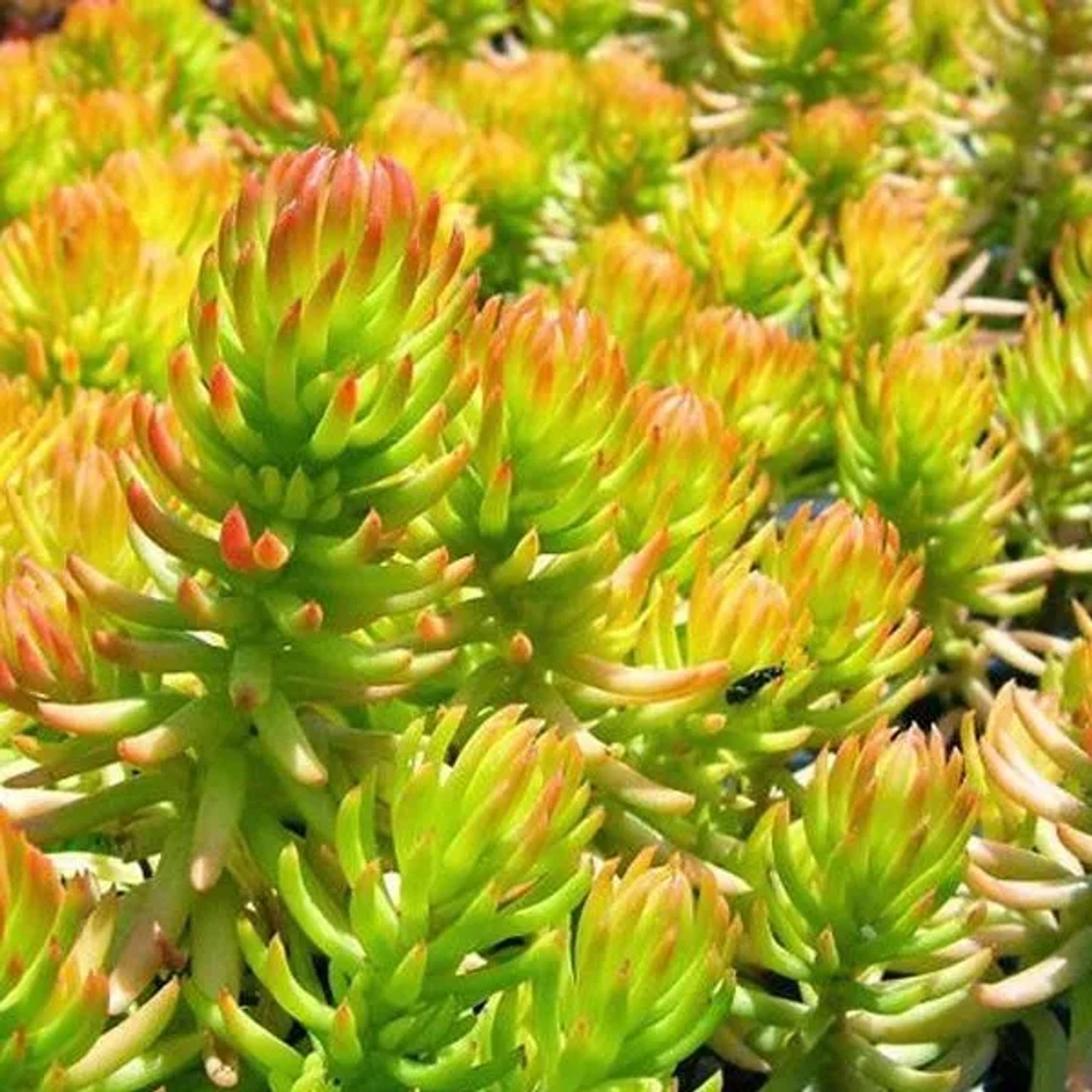 6 x Fetthenne 'Angelina' Sedum reflexum Topf 9cm Schmetterlingspflanze