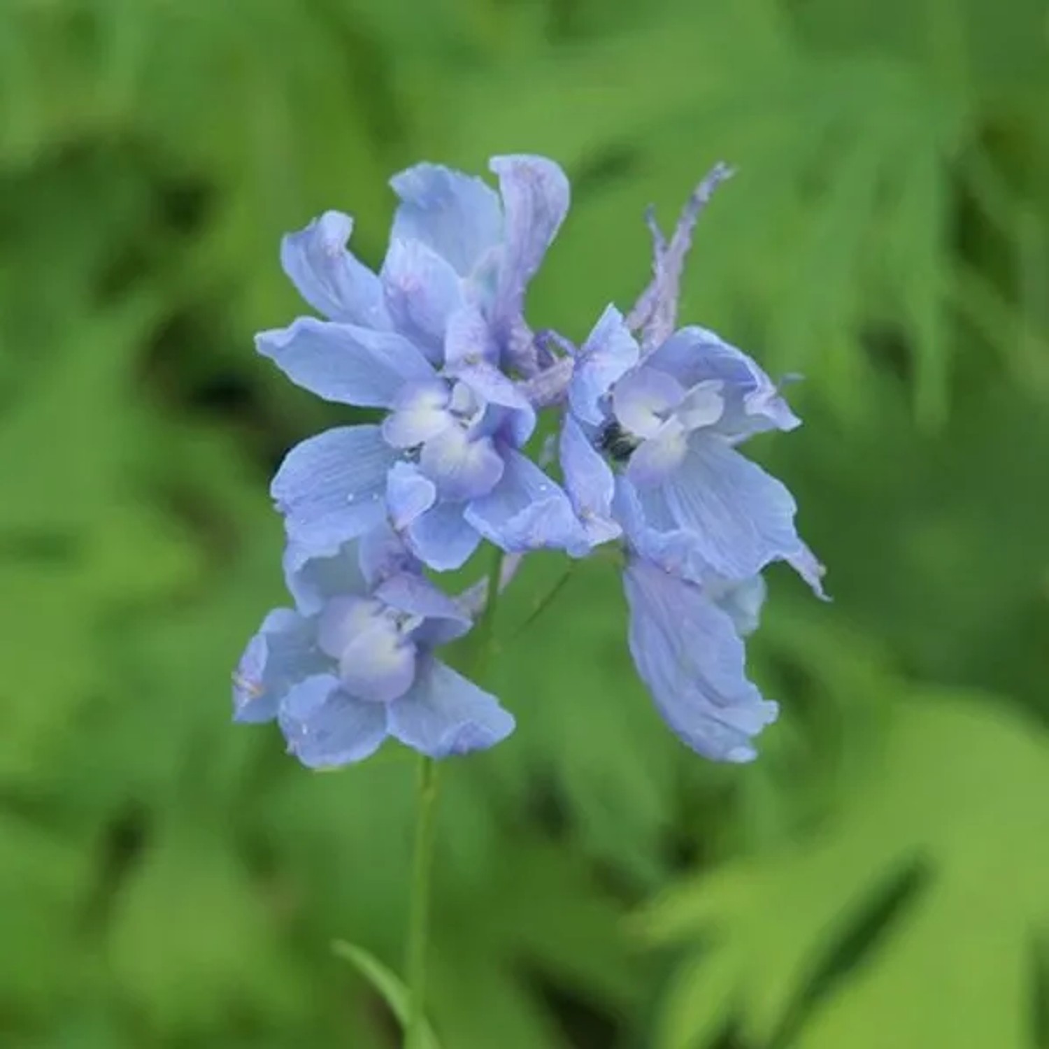 6 x Rittersporn 'Cliveden Beauty' Delphinium Topf 9cm Bunte Blüten