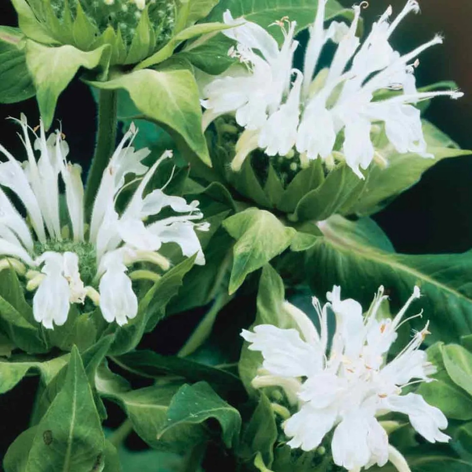 6 x Indianernessel 'Schneewittchen' Monarda Topf 9cm Weiße Blüten