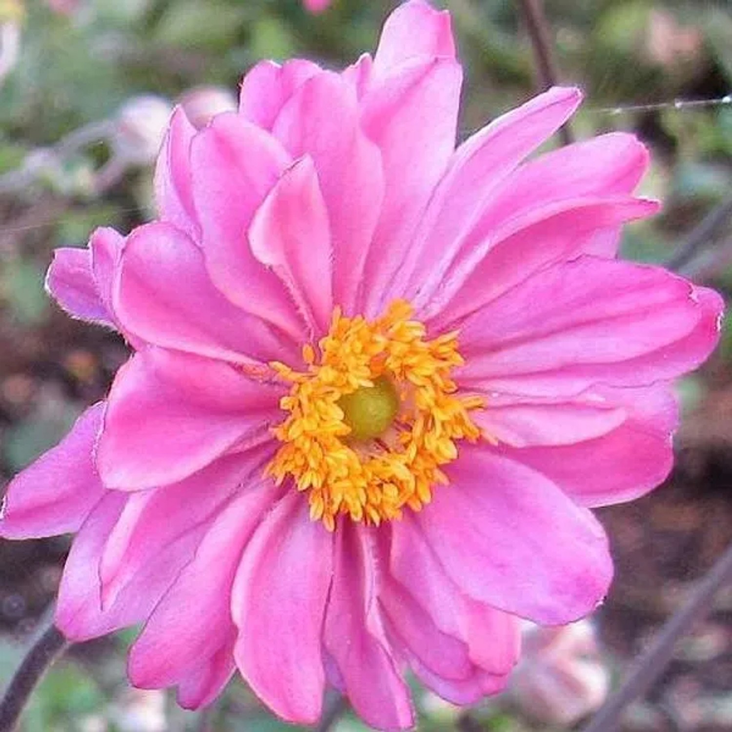 6 x Herbst-Anemone 'Pamina' Anemone hybrida Topf 9cm Schnittblume