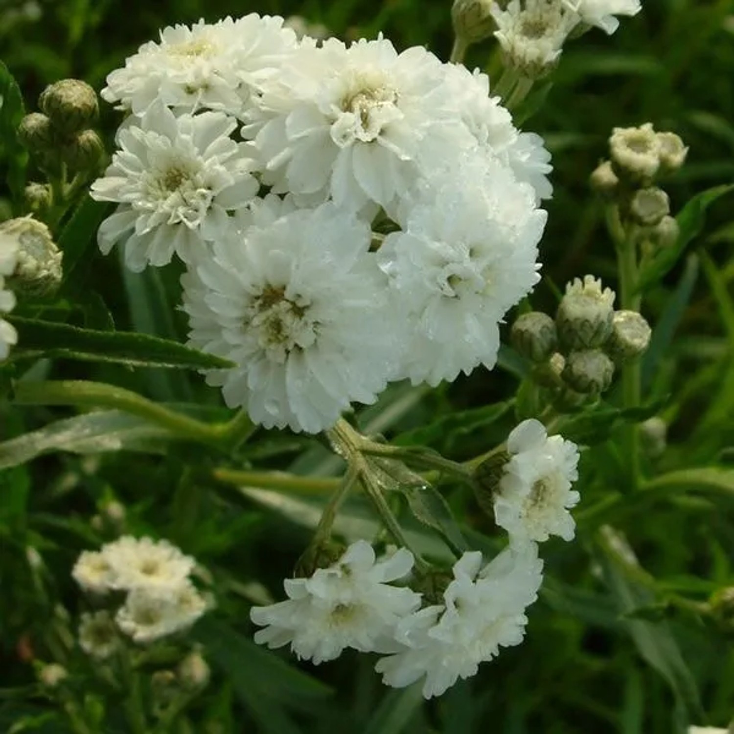 6 x Bertrams-Garbe 'The Pearl' Achillea ptarmica Topf 9cm Weiße Blüten