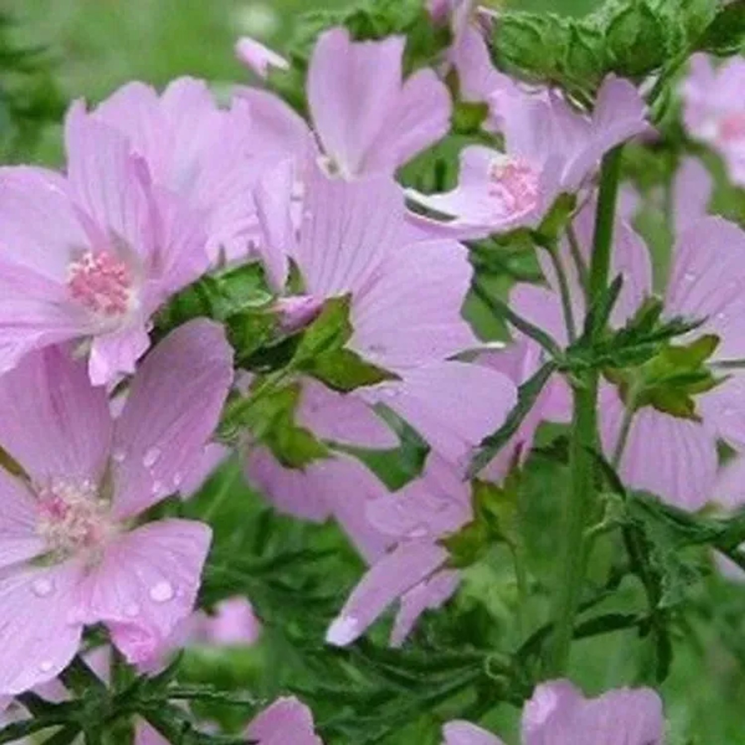 6 x Moschus-Malve 'Rosea' Malva moschata Topf 9cm Hellrosa Blüten