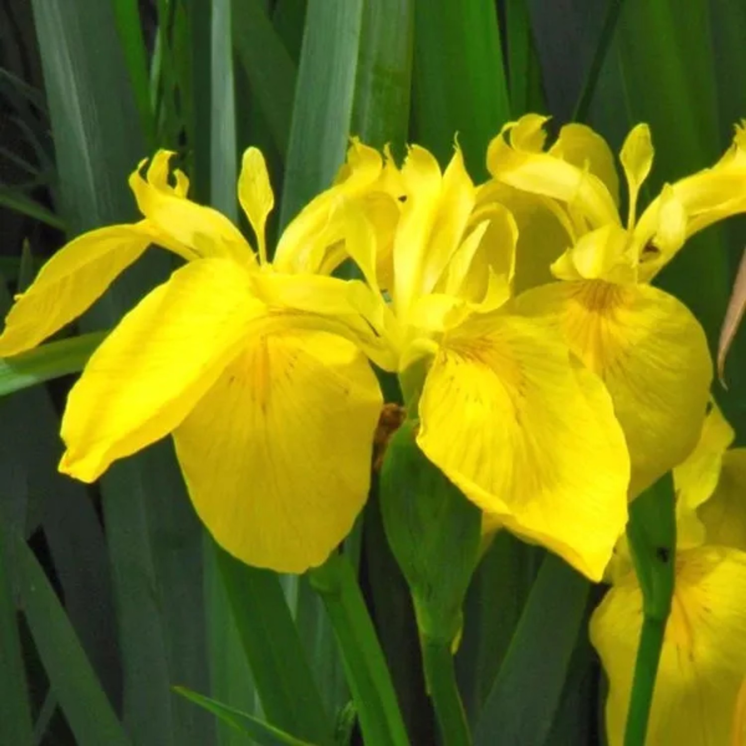 6 x Gelbe Schwertlilie Iris pseudacorus Topf 9cm Für Feuchte Standorte