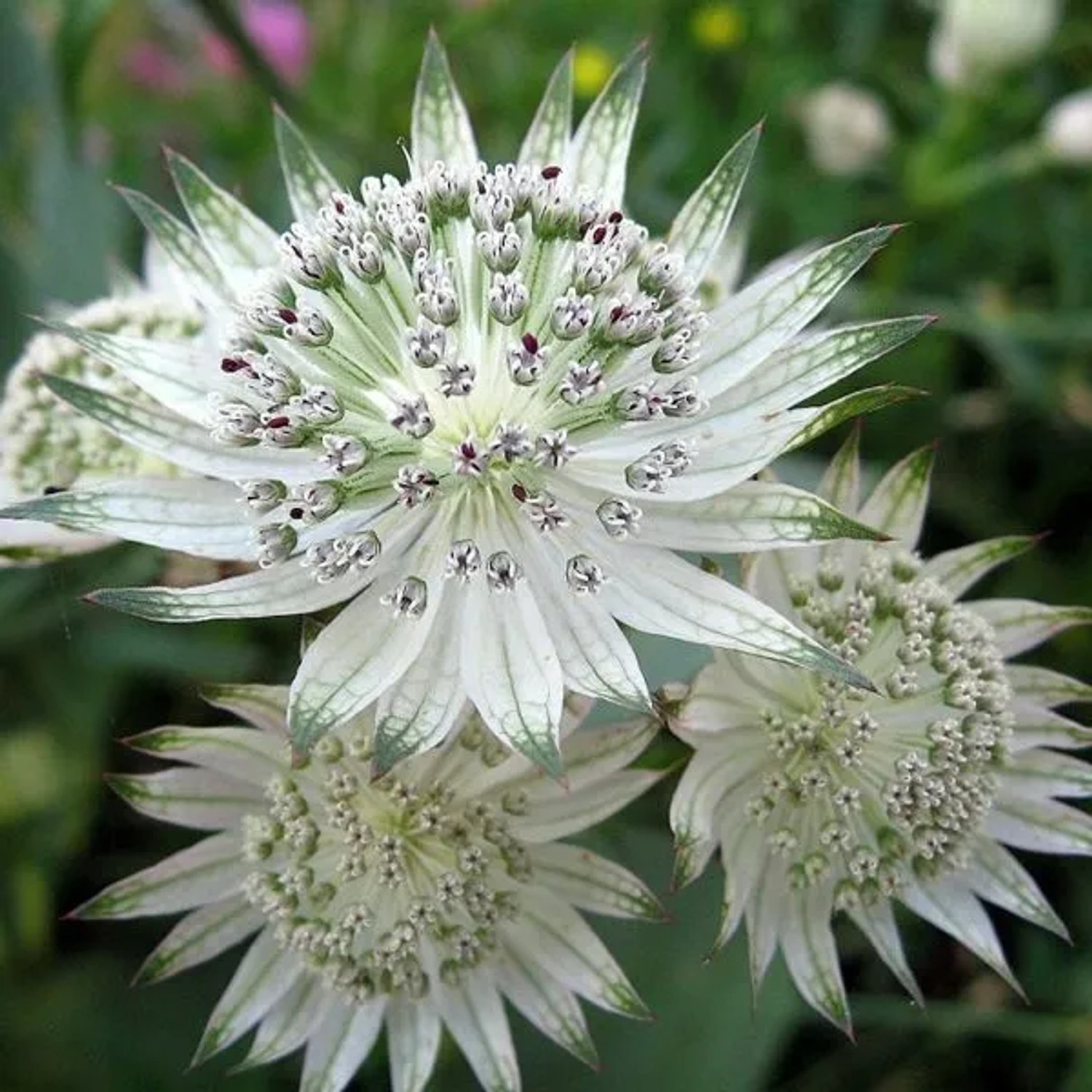 6 x Große Sterndolde Astrantia Major Topf 9cm Schnittblume