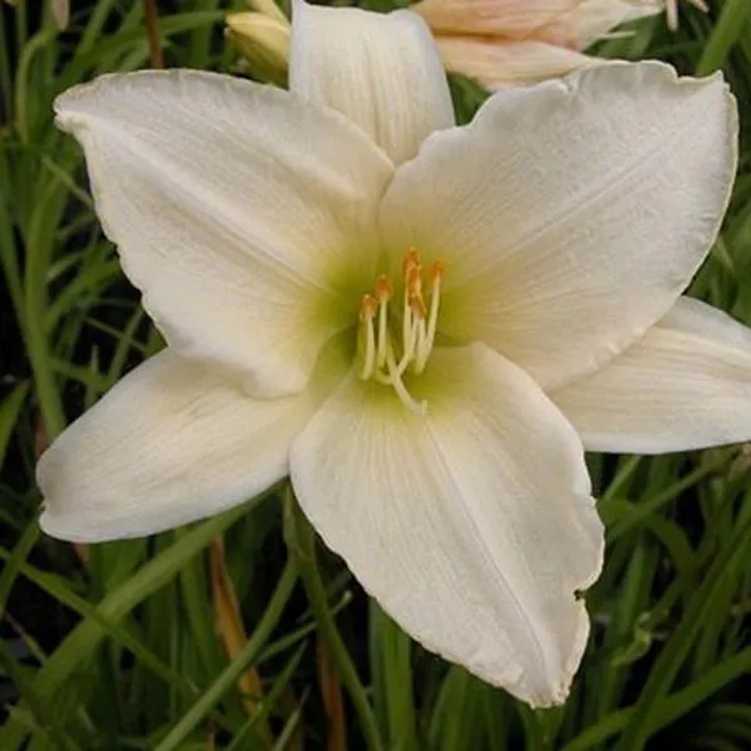 6 x Taglilie 'Serena Madonna' Hemerocallis Topf 9cm Beetrandpflanze