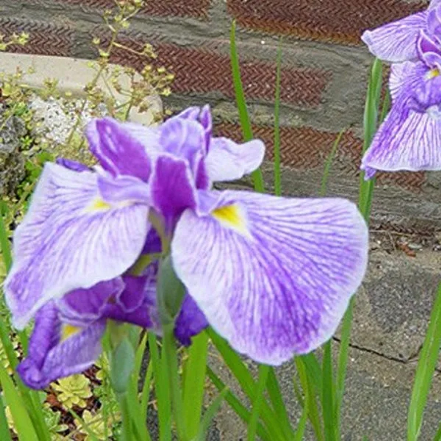 6 x Japanische Schwertlilie 'Activity' Iris ensata Topf 9cm Großblütig