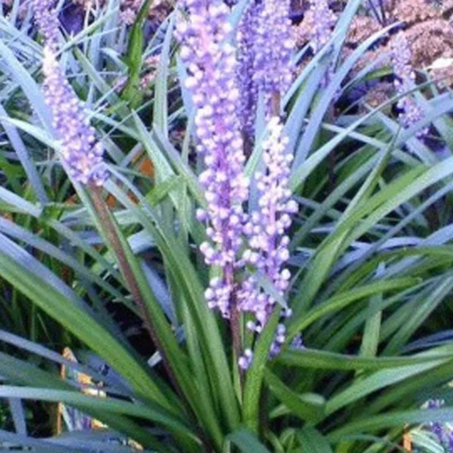 6 x Lilientraube 'Ingwersen' Liriope Muscari Topf 9cm Beetrandpflanze