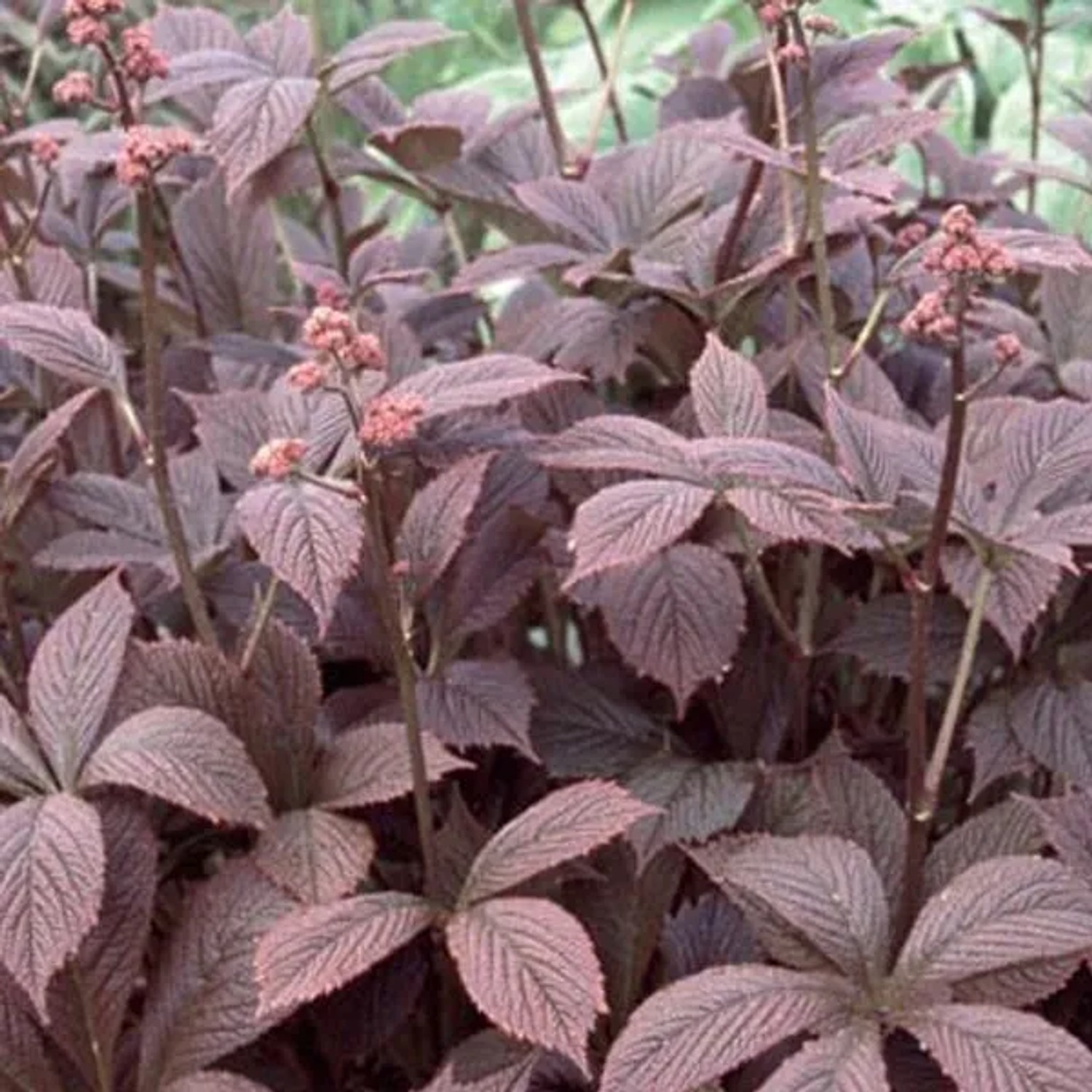 6 x Schaublatt 'Braunlaub' Rodgersia pinnata Topf 9cm Dunkles Laub