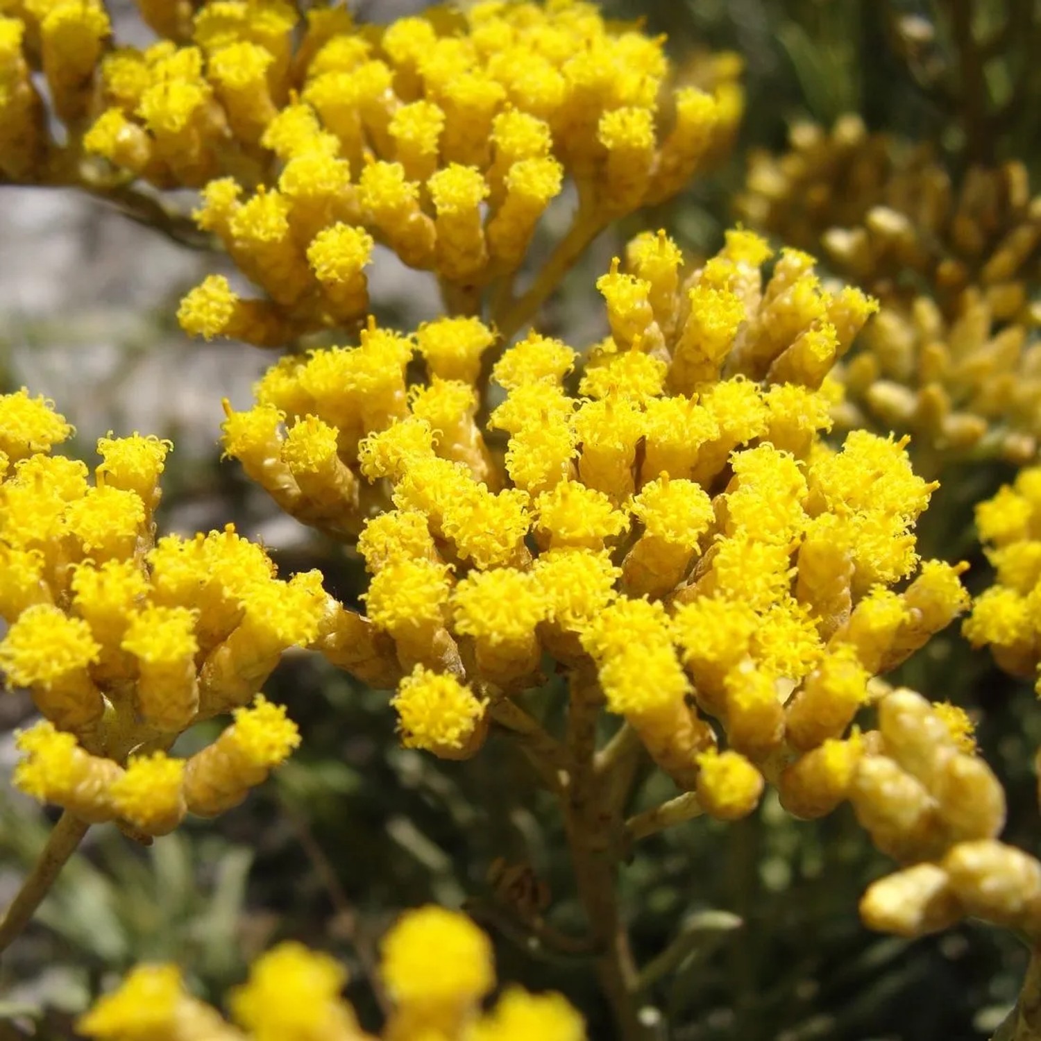 6 x Currykraut Helichrysum italicum Topf 9cm Immergrün