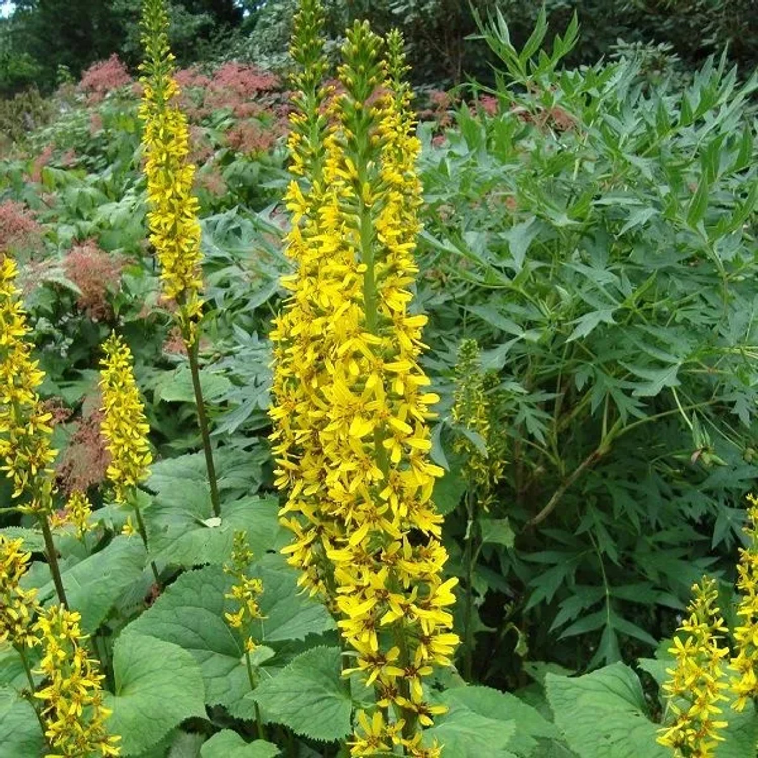 6 x Goldkolben 'The Rocket' Ligularia przewalskii Topf 9cm Auffällige Blütenstände