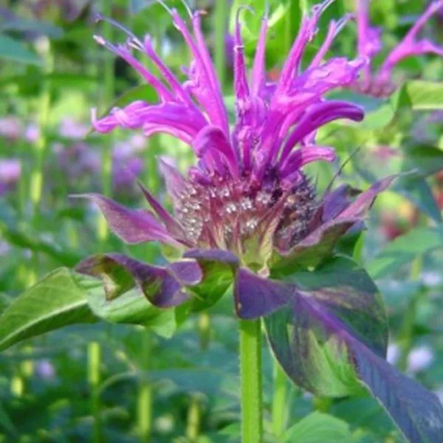 6 x Indianernessel 'Scorpion' Monarda Topf 9cm Schmetterlingspflanze