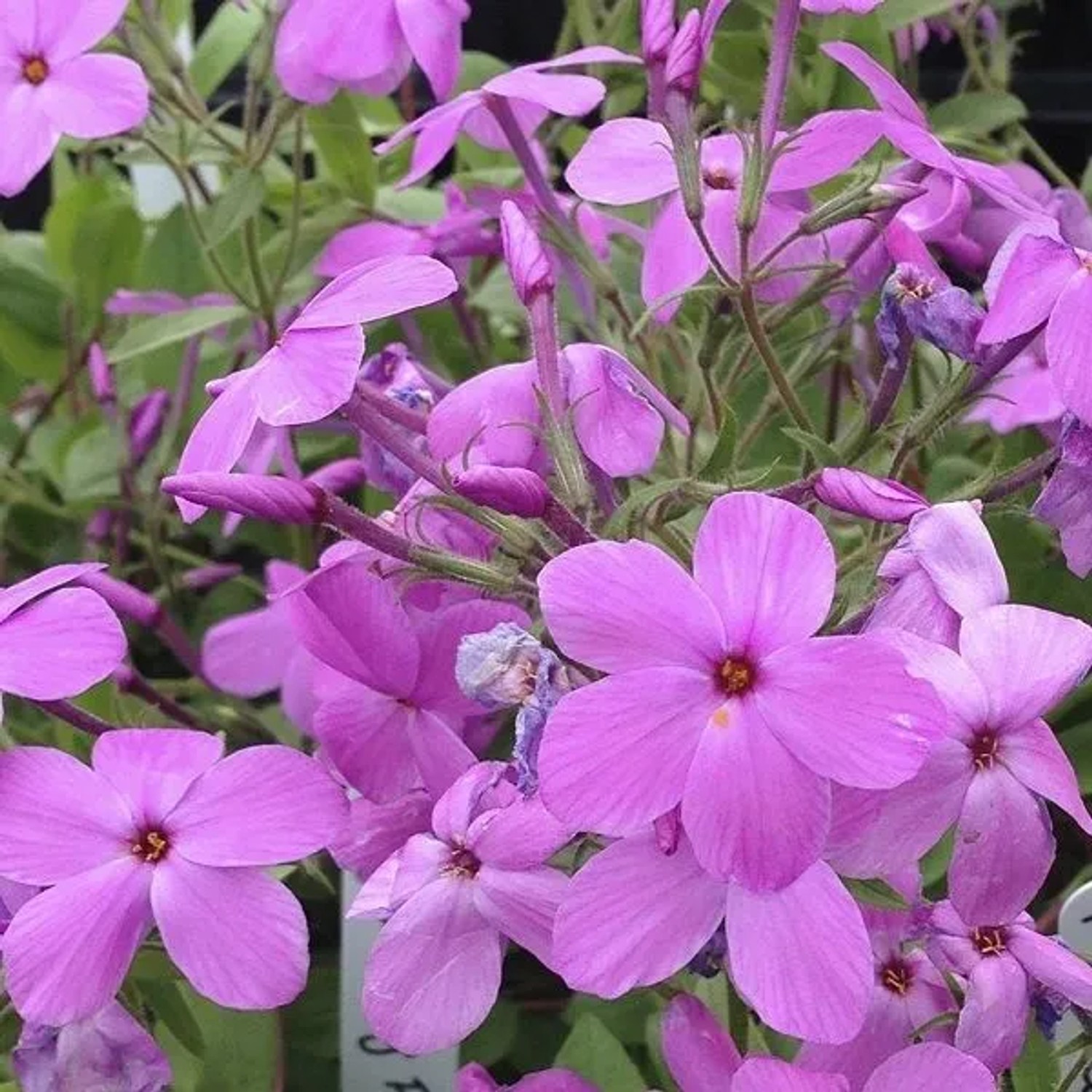 6 x Teppich-Flammenblume 'Pink Ridge' Phlox stolonifera Topf 9cm Immergrün