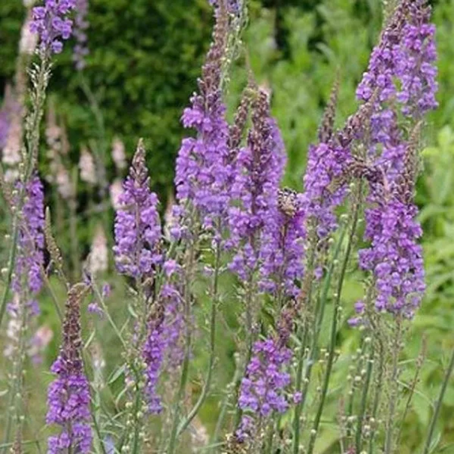 6 x Purpur-Leinkraut Linaria purpurea Topf 9cm Beetpflanze