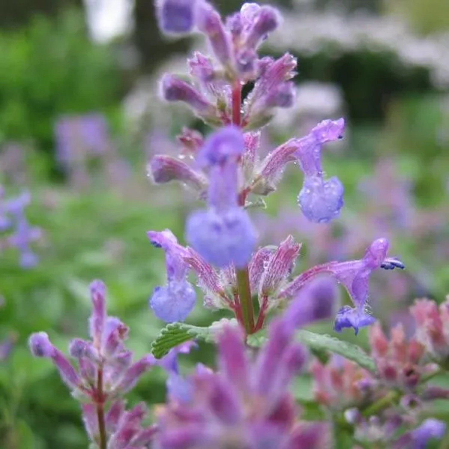 6 x Katzenminze Nepeta mussinii Topf 9cm Schmetterlingspflanze