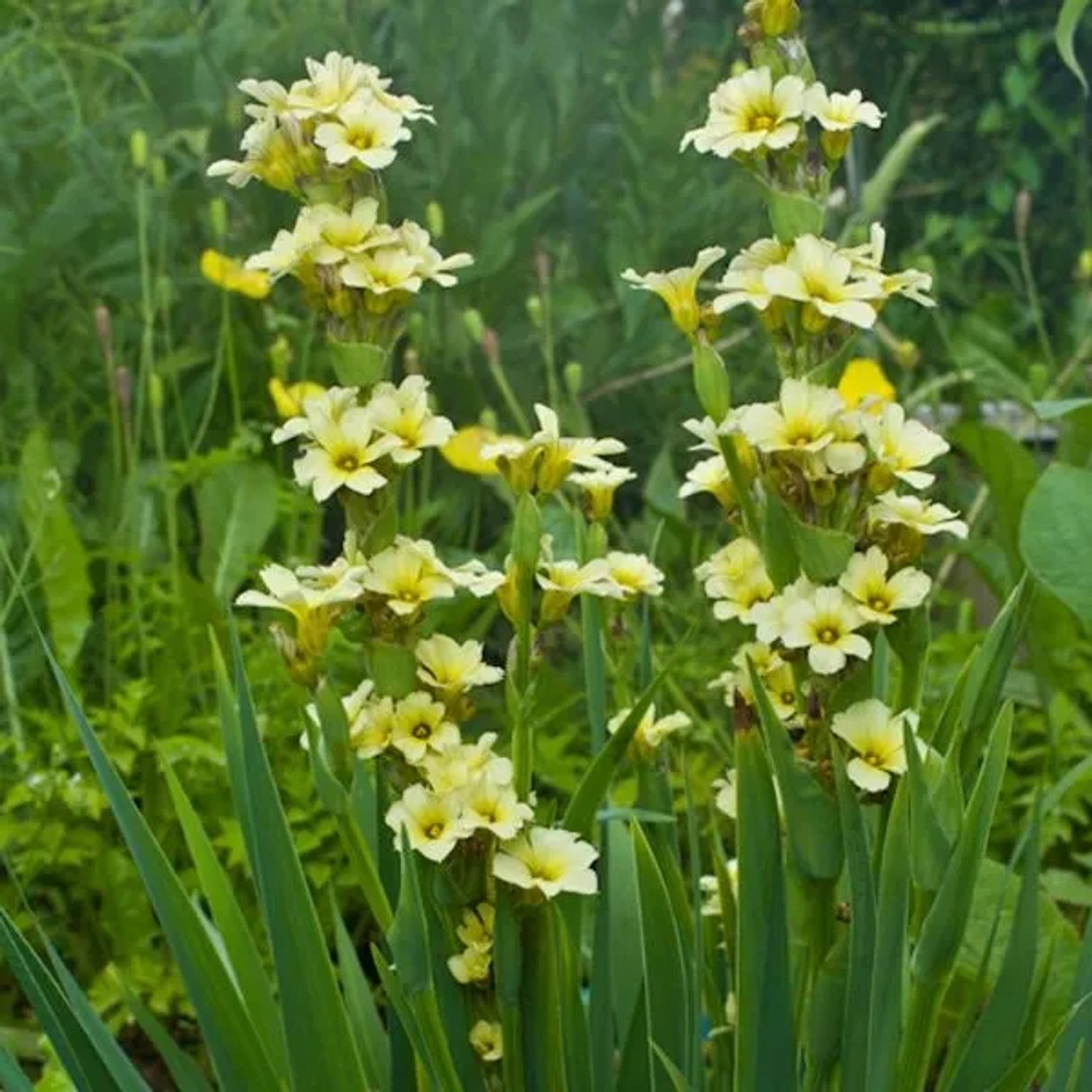 6 x Binsenlilie Sisyrinchium striatum Topf 9cm Beetrandpflanze
