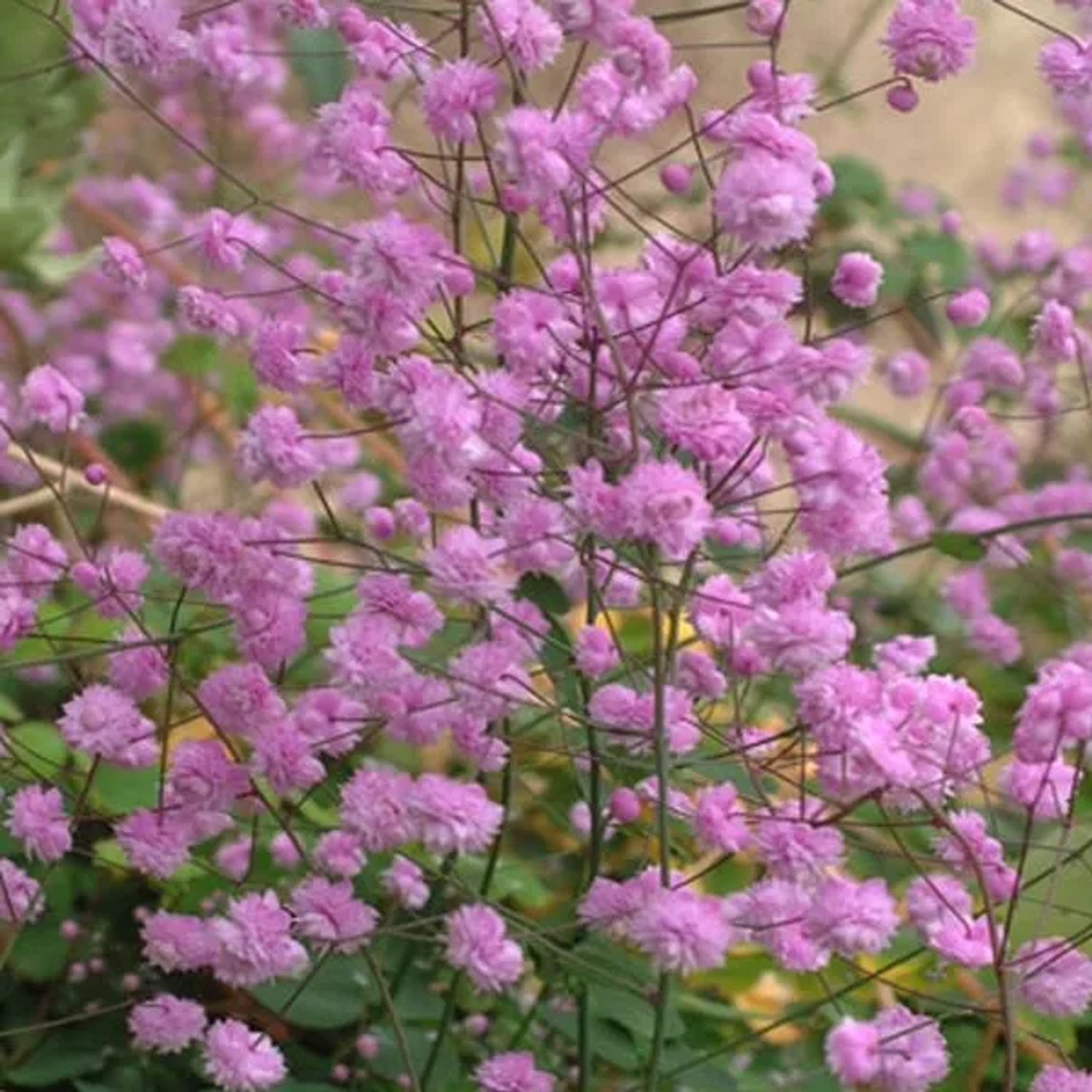 6 x Wiesenraute 'Hewitt's Double' Thalictrum Delavayi Topf 9cm Gefüllte Blüten