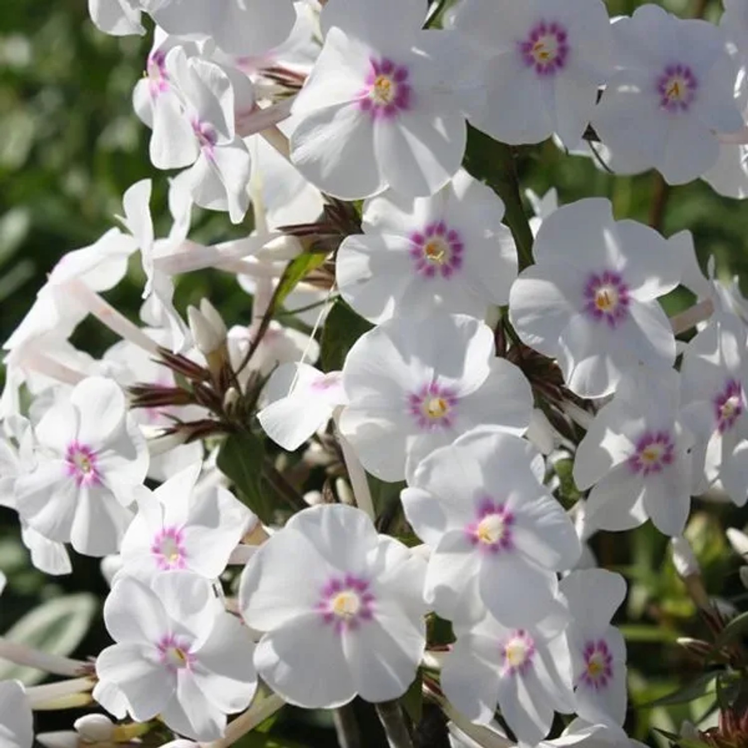 6 x Wiesen-Flammenblume 'Omega' Phlox maculata Topf 9cm Große Lilafarbene Blüten