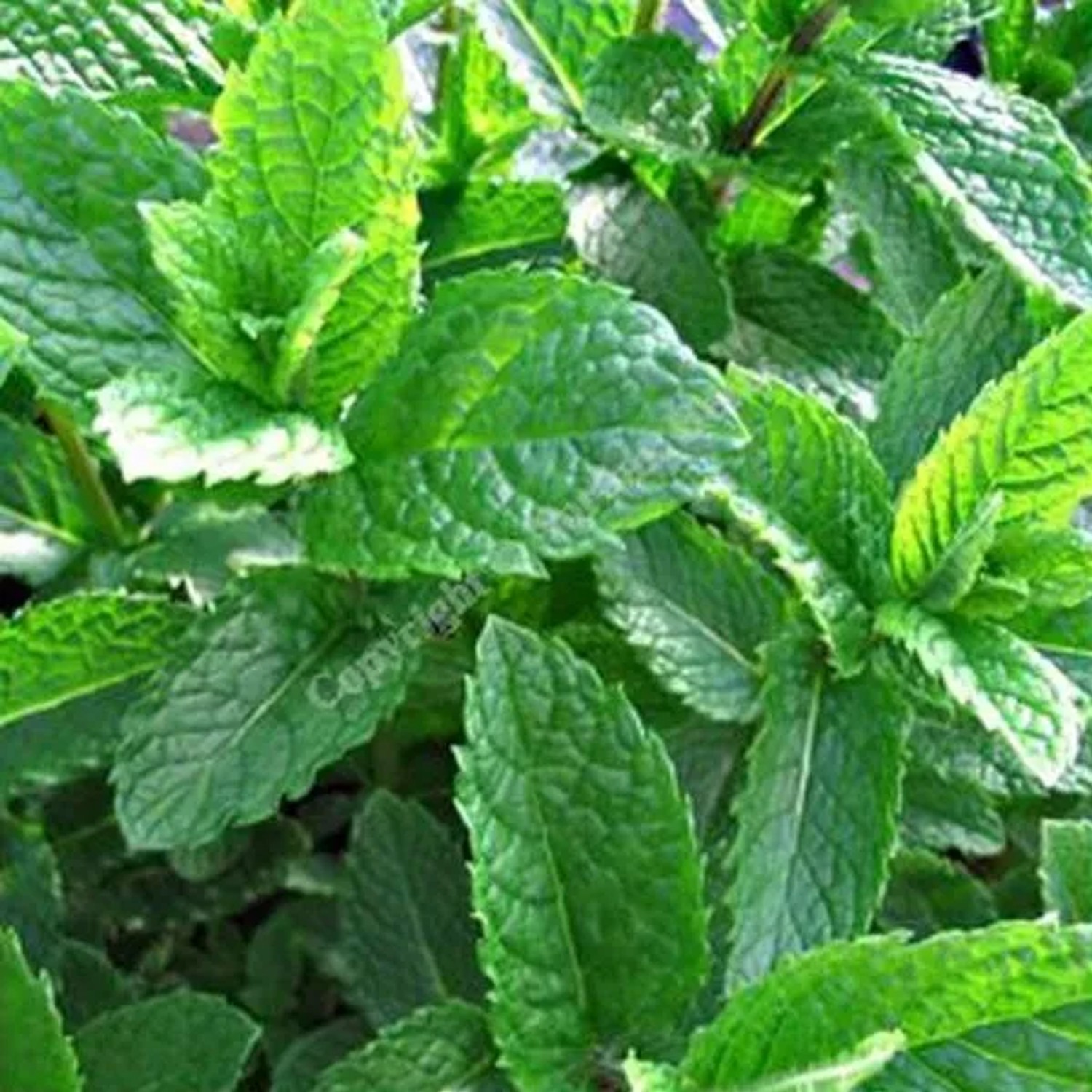 6 x Minze 'Marocco' Mentha spicata Topf 9cm Aromatisch