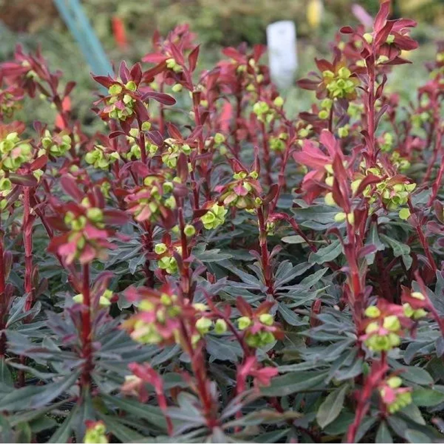 6 x Mandelblättrige Wolfsmilch 'Purpurea' Euphorbia amygdaloides Topf 9cm Purpurfarbenes Laub