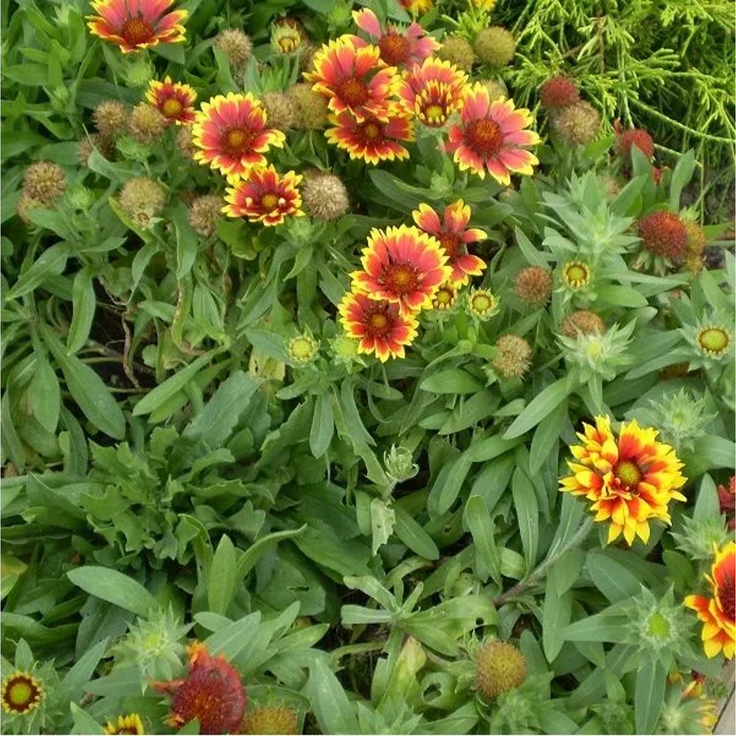 6 x Kokardenblume 'Bremen' Gaillardia Topf 9cm Schmetterlingspflanze