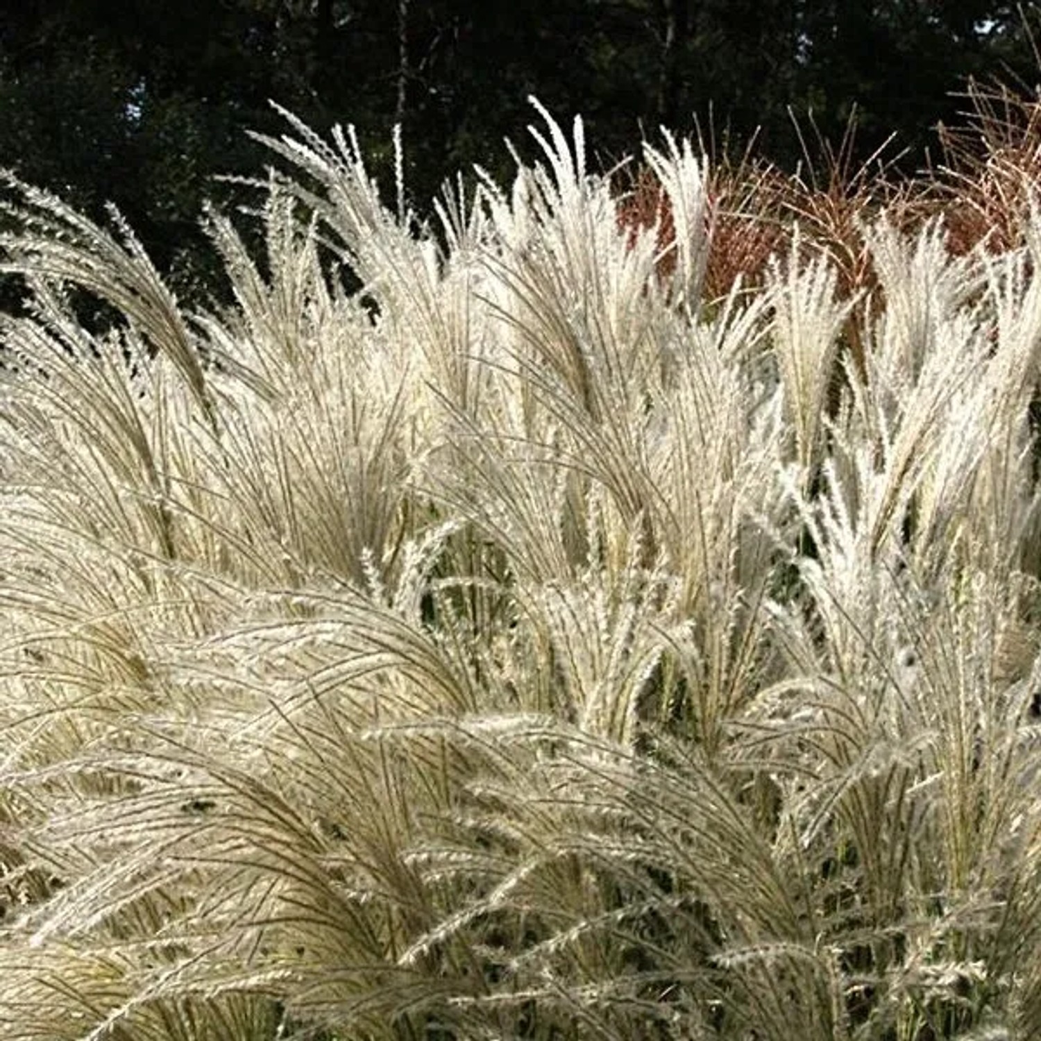 6 x Chinaschilf 'Kleine Fontäne' Miscanthus sinensis Topf 9cm Feines Laub