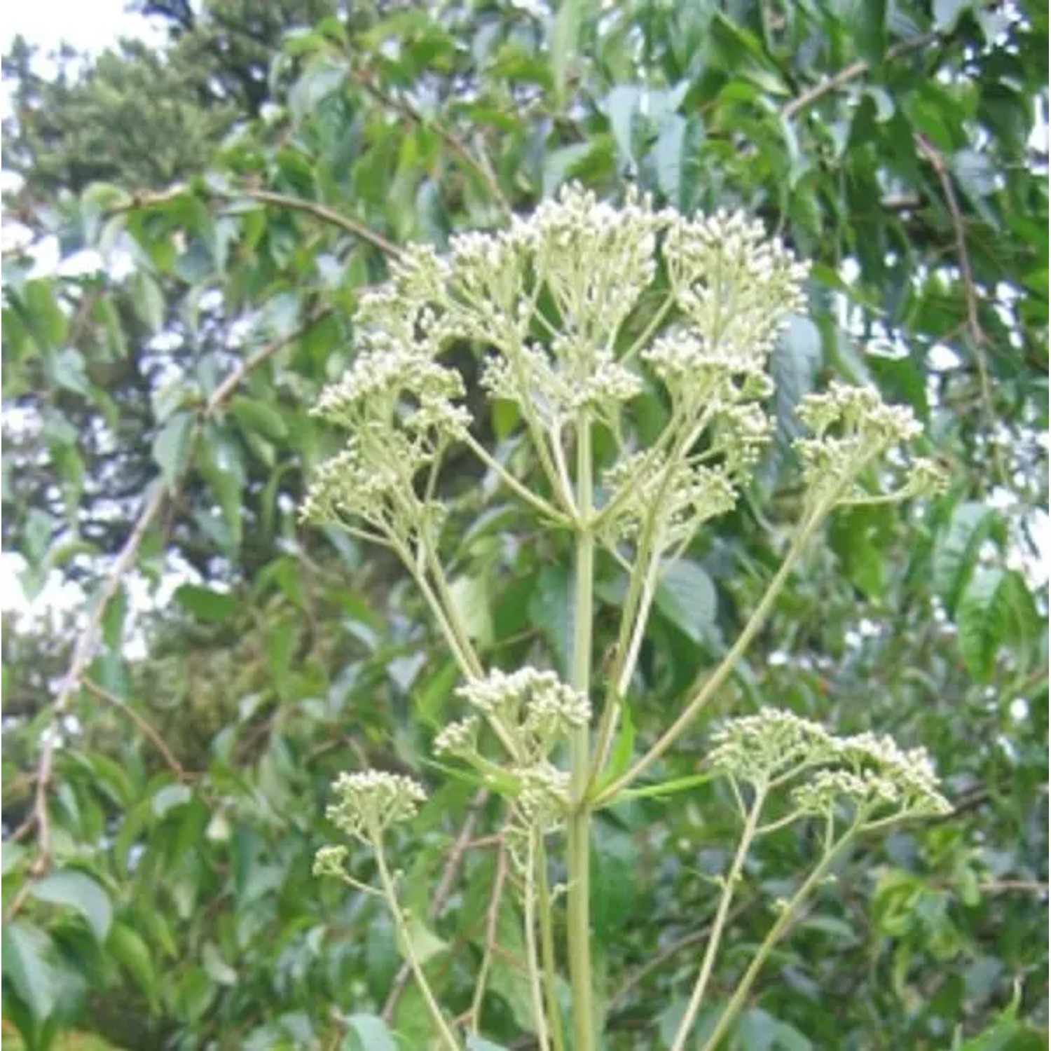 6 x Wasserdost 'Album' Eupatorium maculatum Topf 9cm Weiße Blüten