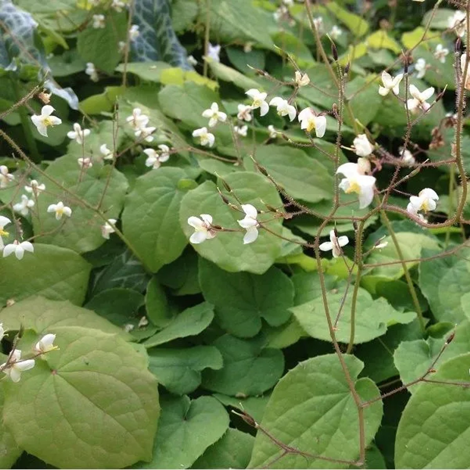 6 x Elfenblume Epimedium pubigerum Topf 9cm Immergrün