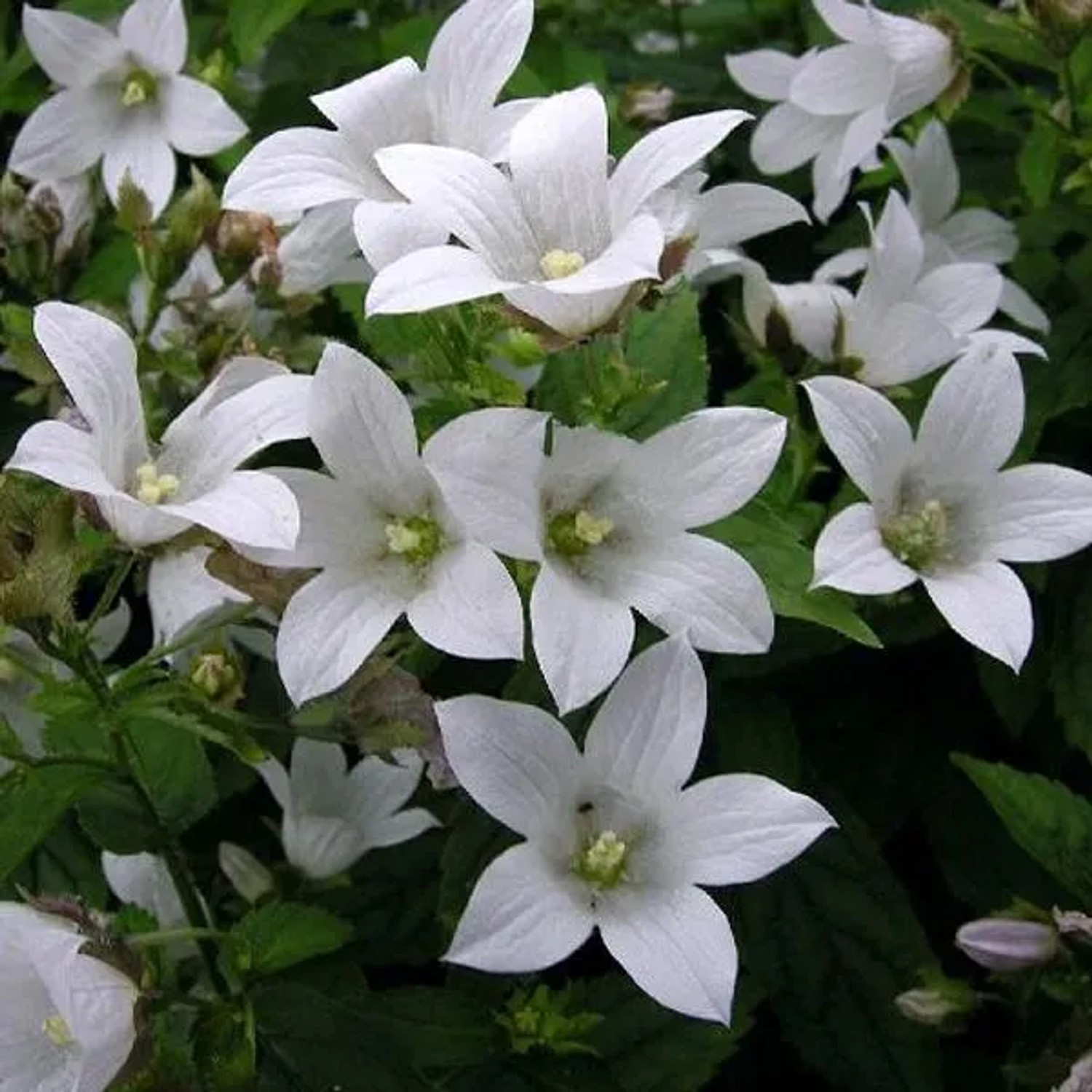 6 x Karpaten-Glockenblume 'Weisse Clips' Campanula carpatica Topf 9cm Kleinwüchsig