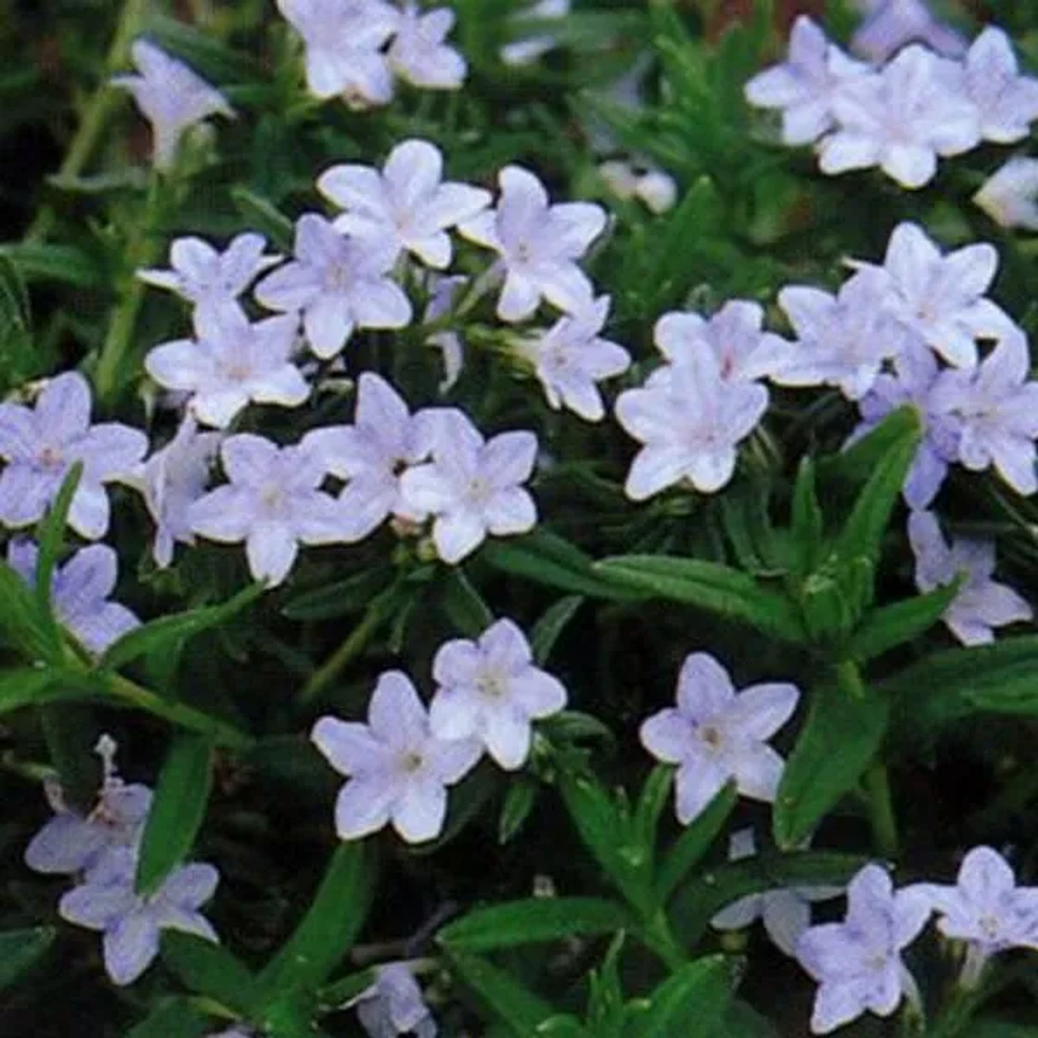 6 x Scheinsteinsame 'Cambridge Blue' Lithodora diffusa Topf 9cm Kriechend